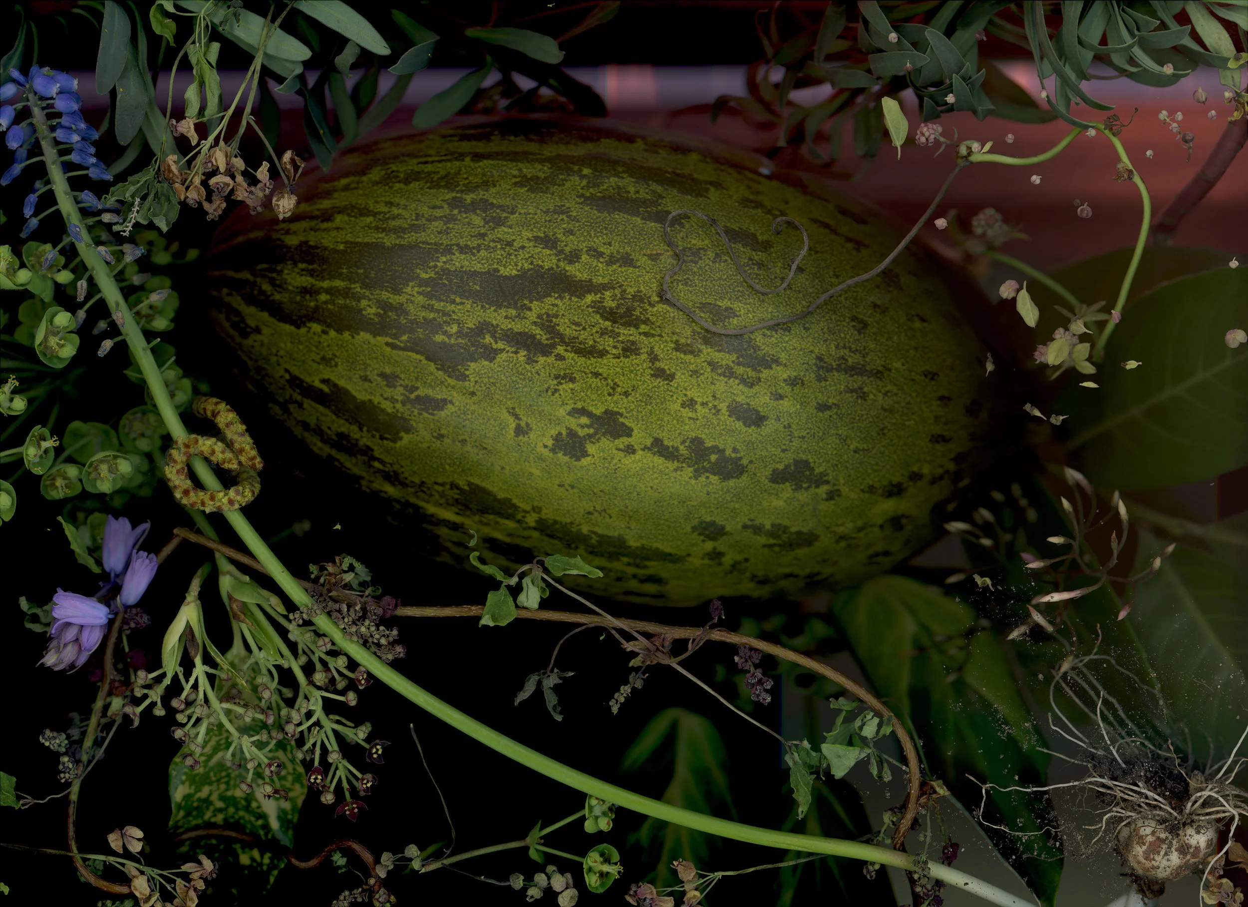 ‘Piel de Sapo’ - The Genesis of Blame: A Natural History of Forbidden Fruit, 2019