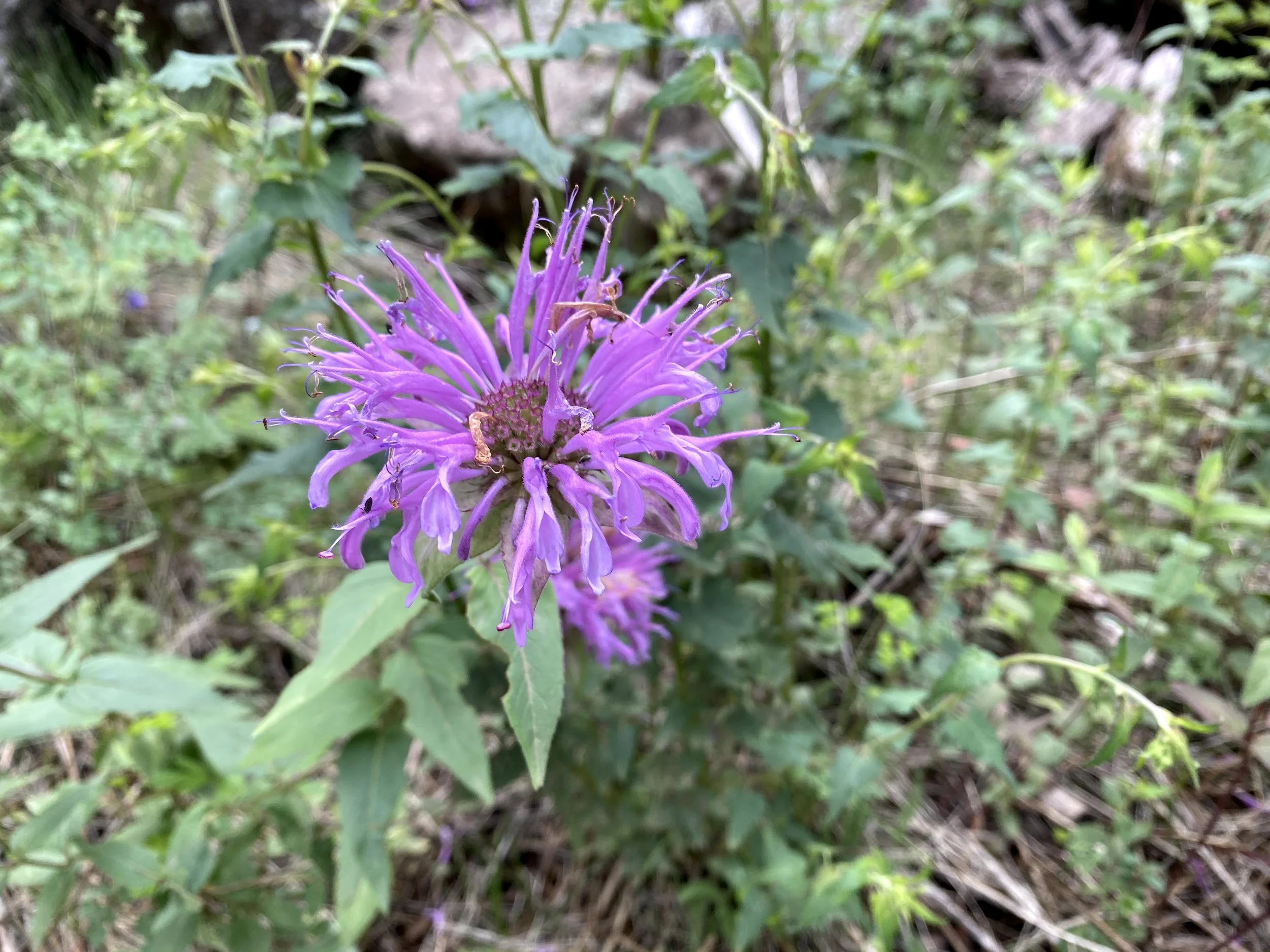 Edible & Medicinal Plant Walk - Tucson (Aug 8)