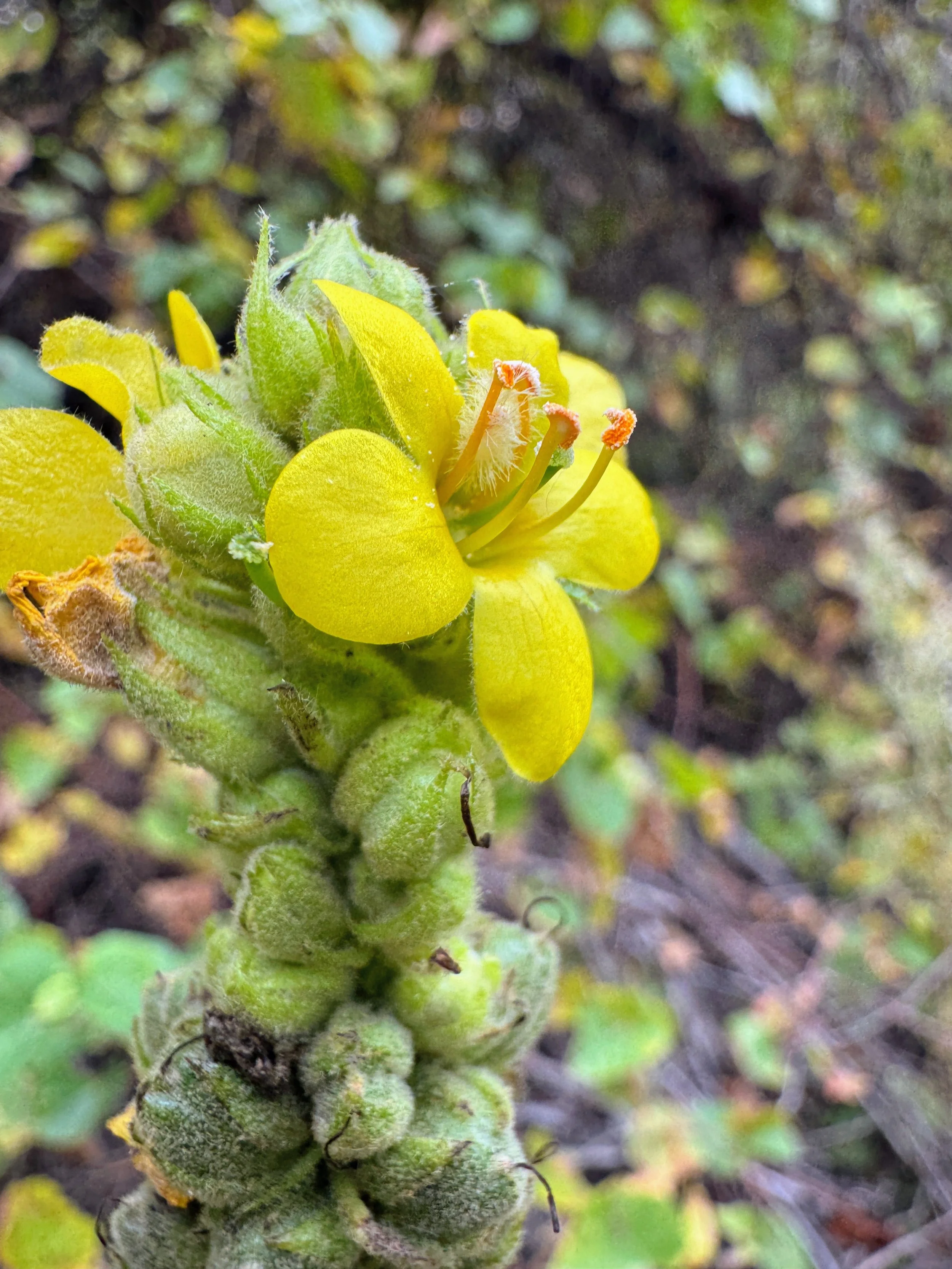 Edible & Medicinal Plant Walk:  Tucson (Nov. 14)