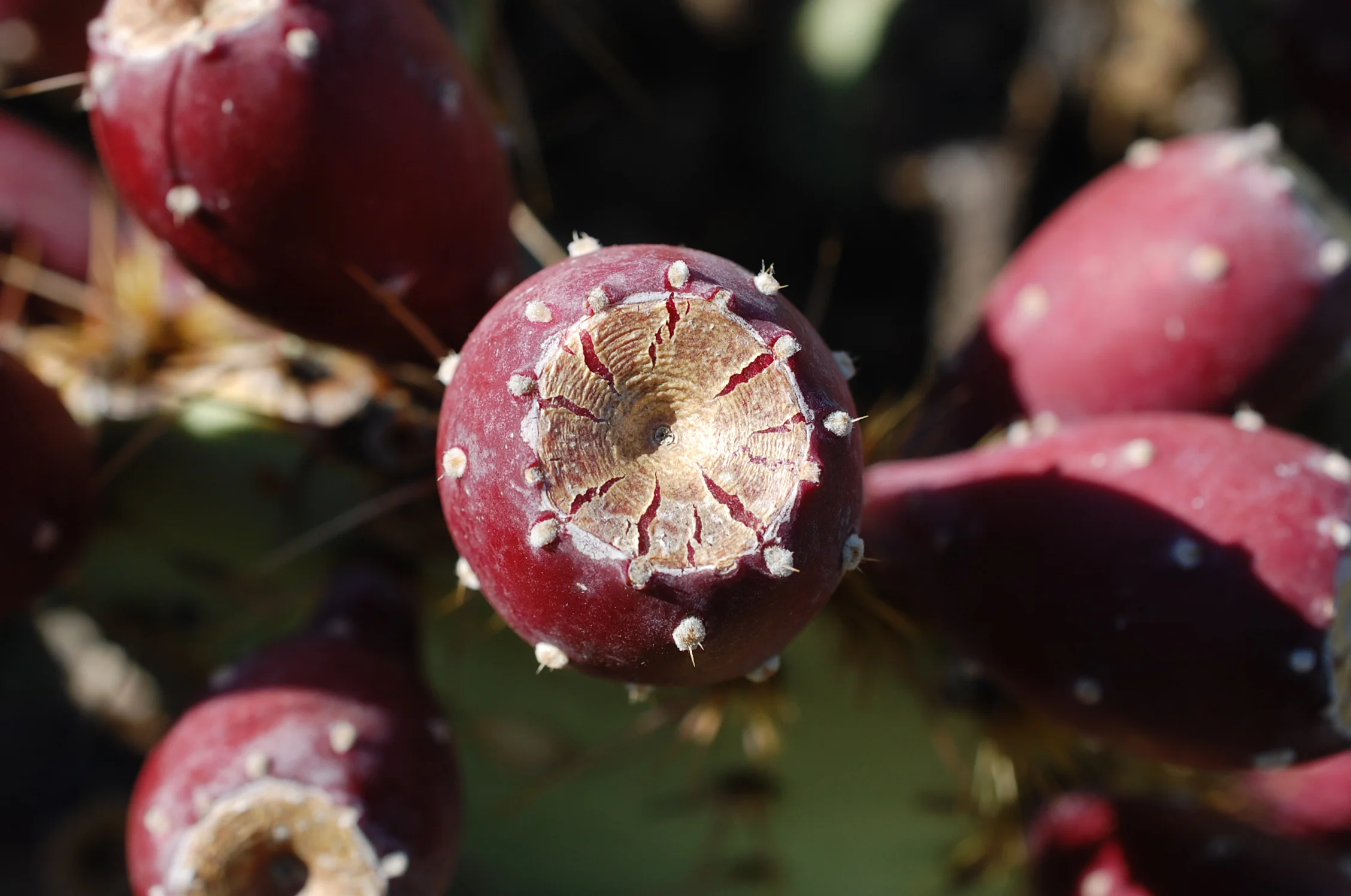 Prickly Pear Foraging