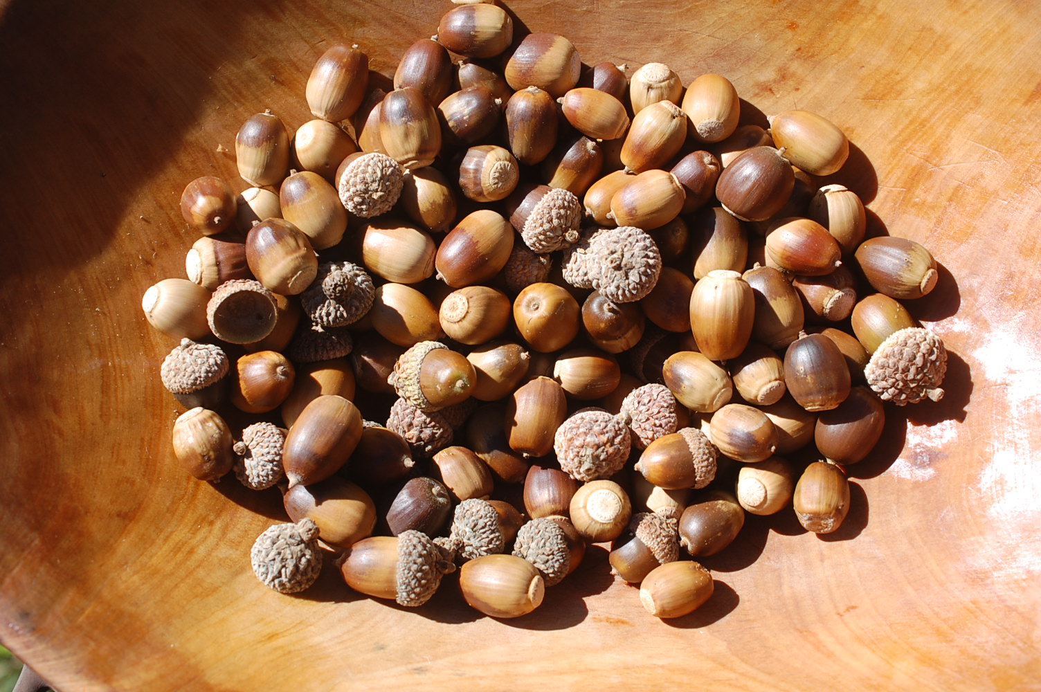Processing Acorns for Food