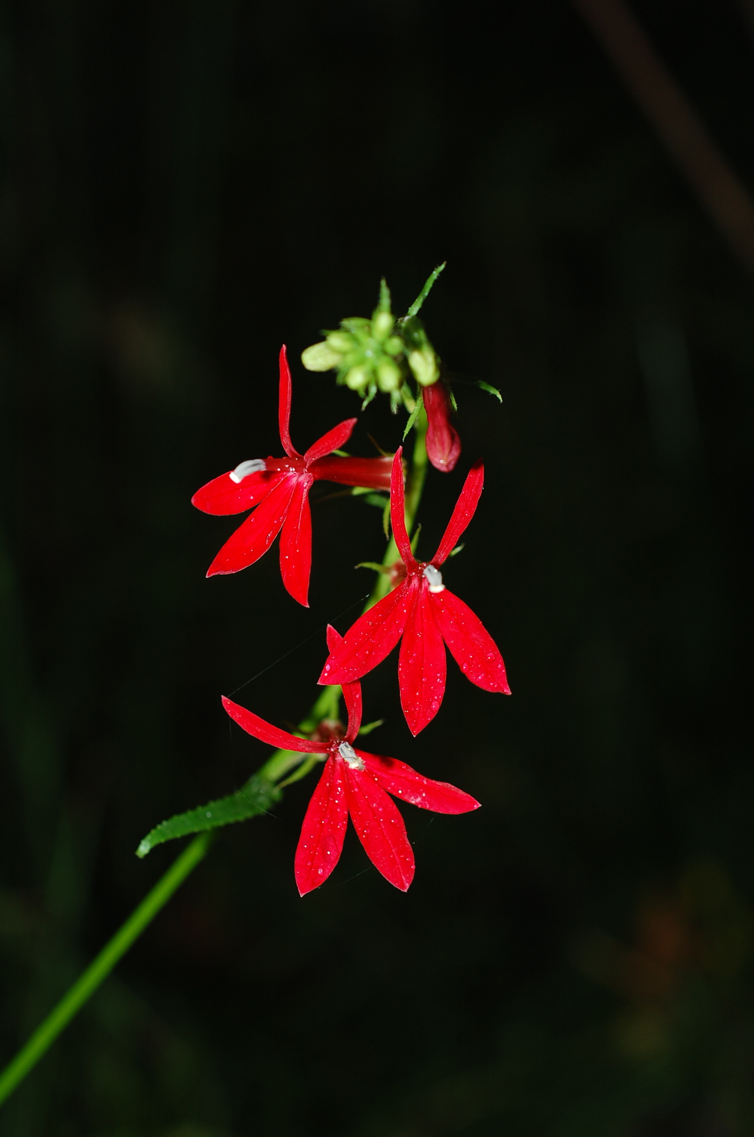 cardinal flower (Lobelia cardinalis)