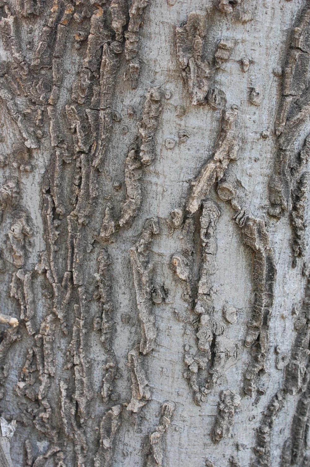 Seasonal Foraging in the Sonoran Desert Workshop Series: Canyon Hackberry