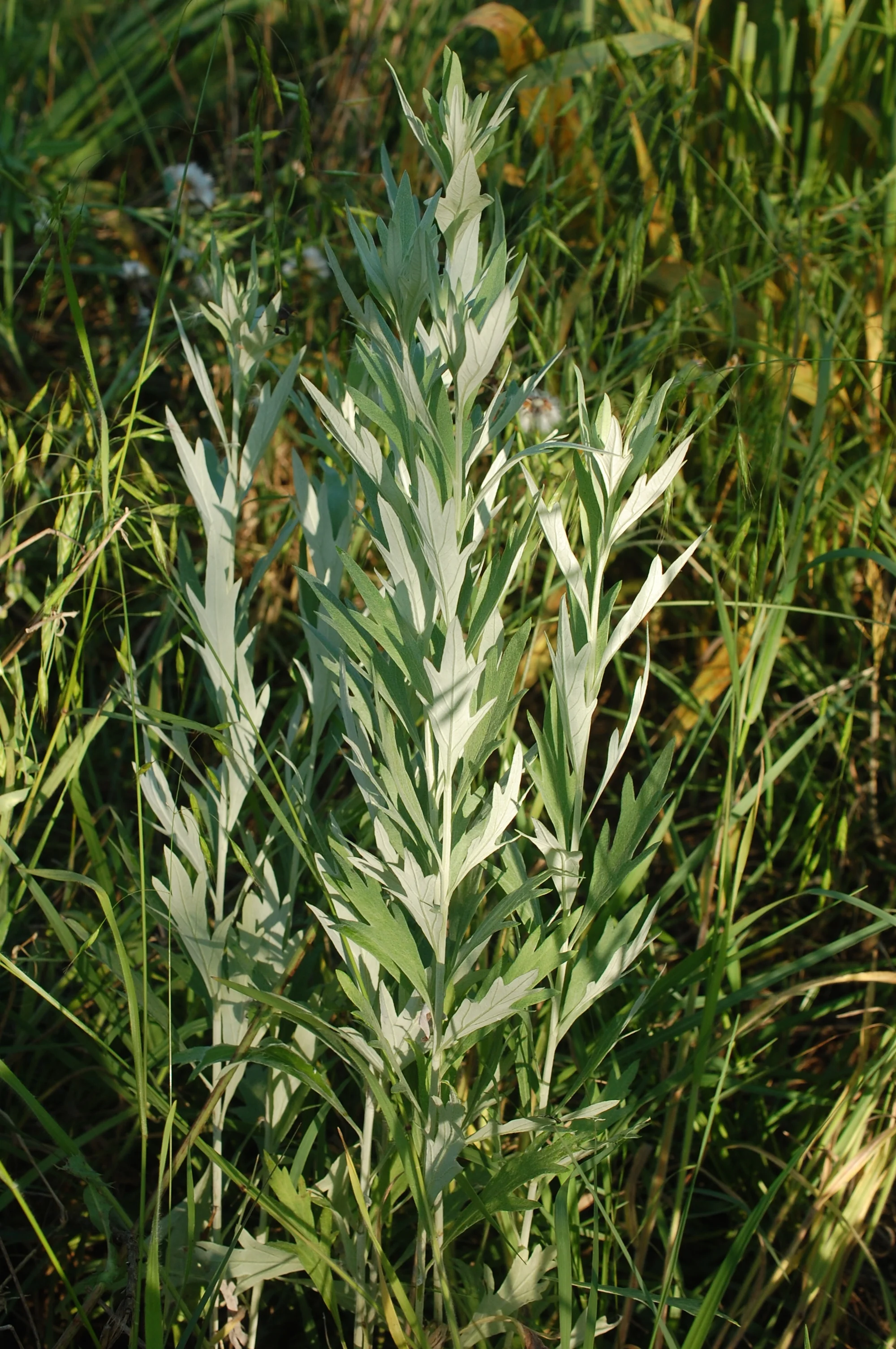 Wildcrafting & Herbal Medicine Making
