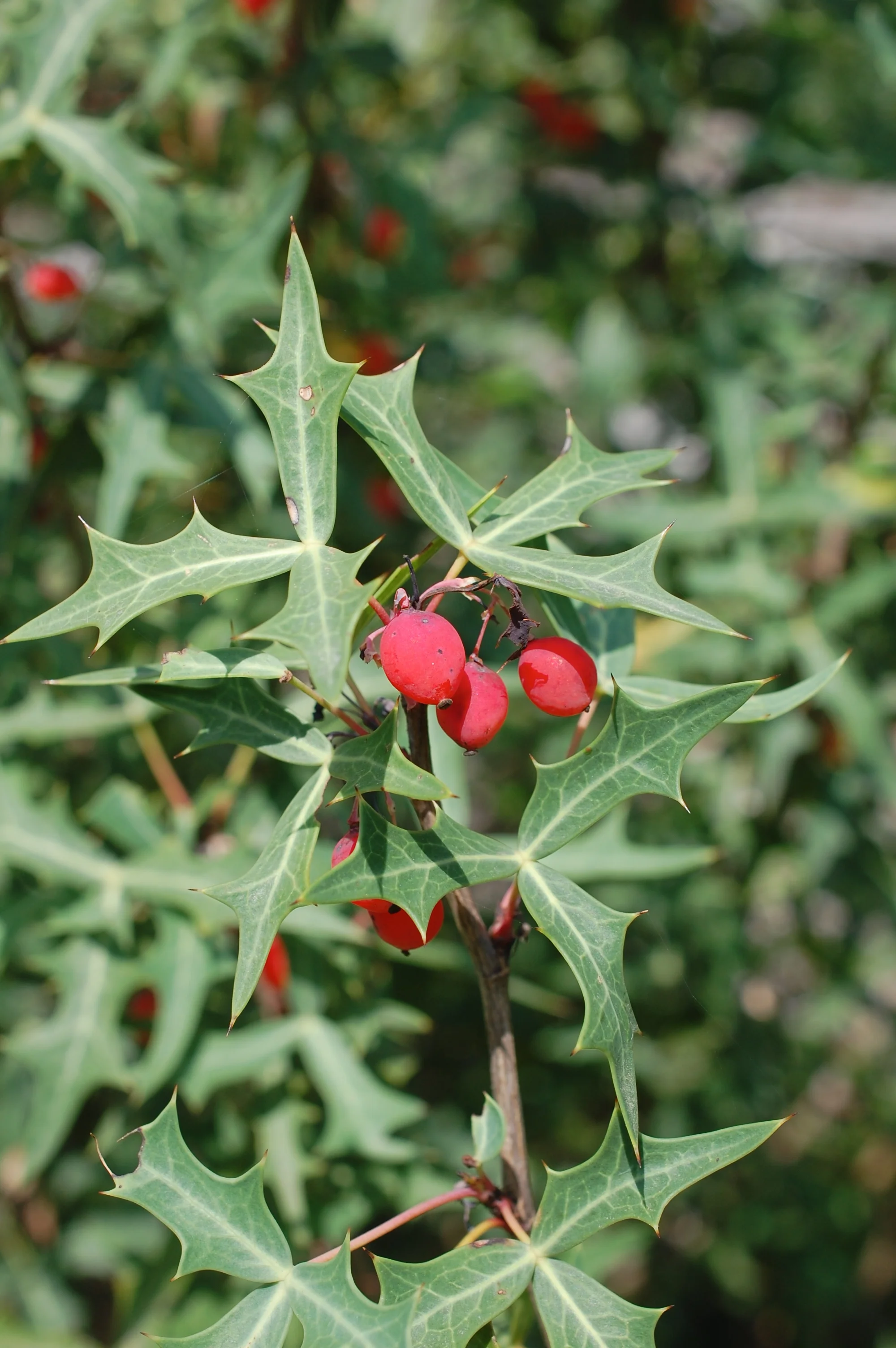 Field Botany for the Herbalist