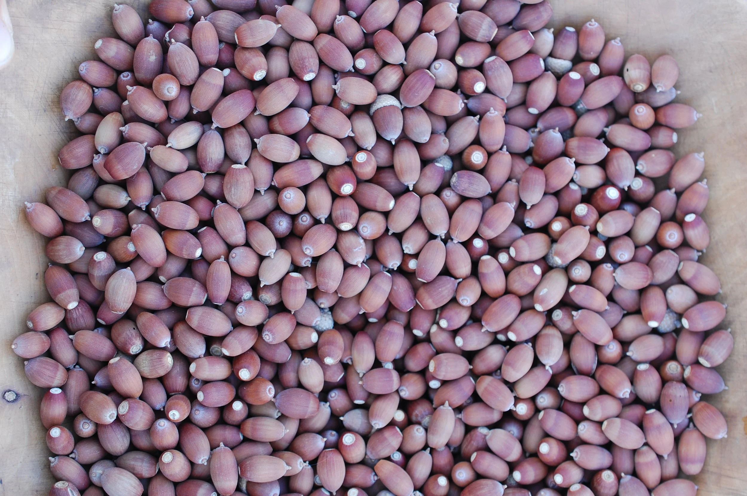 Un ‘Pueblo Mágico’ de los Belloteros: Emory Oak and its Acorns