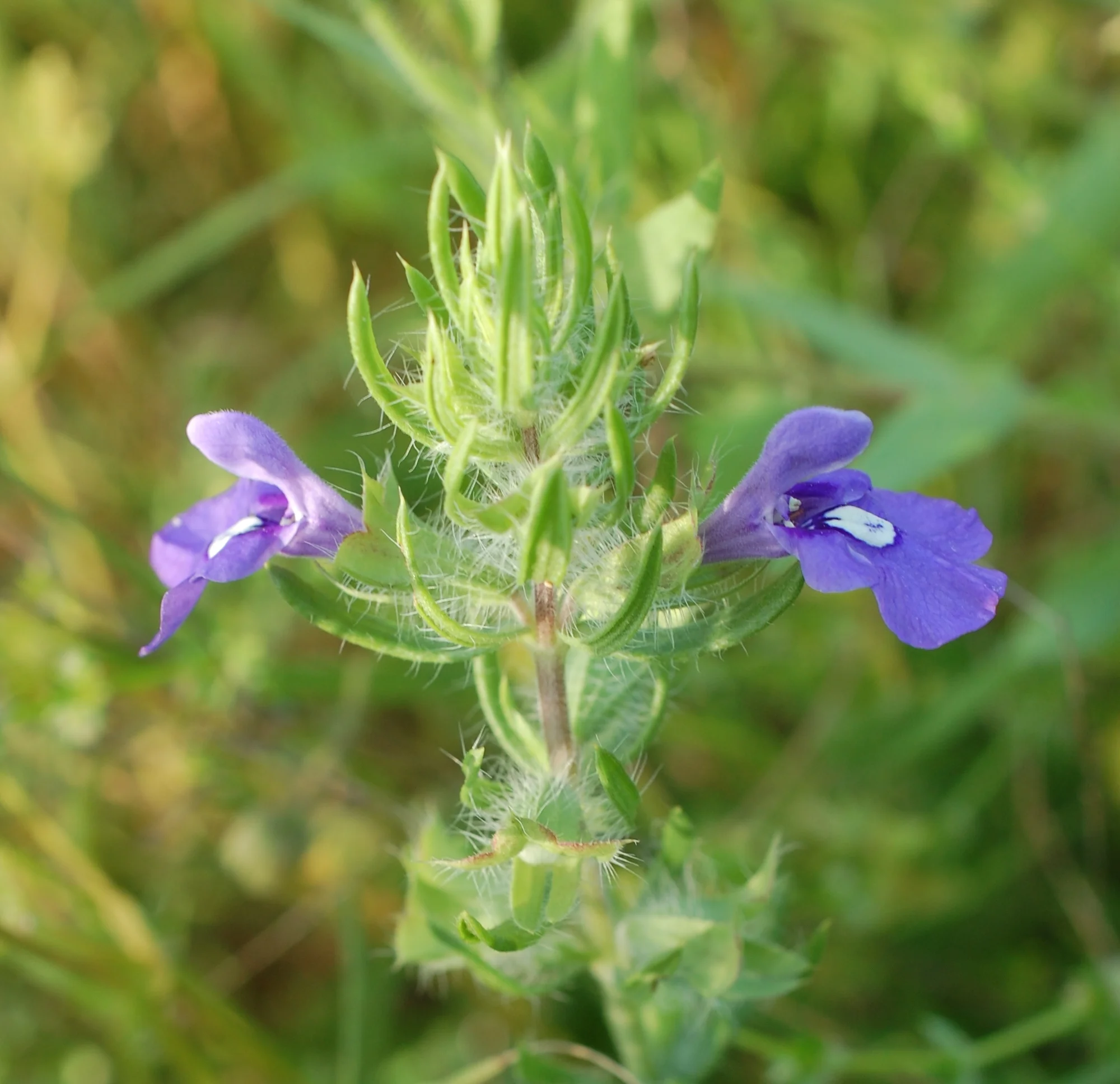 Becoming a Bioregional Herbalist - 3 Day Training