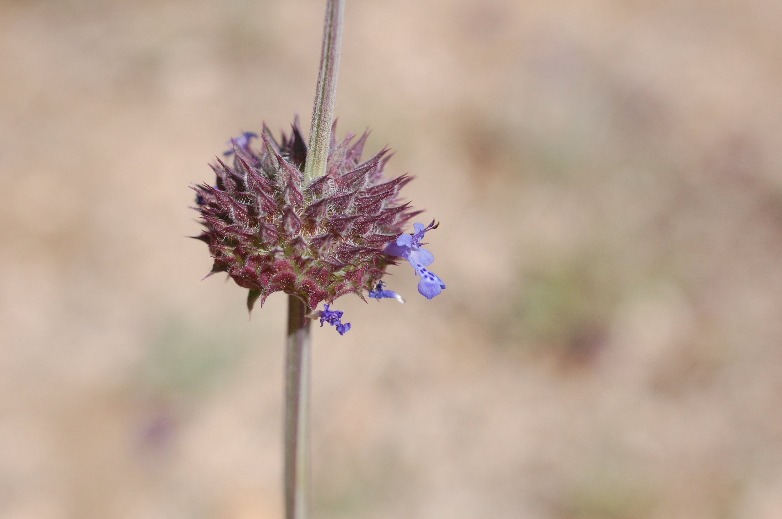 Winter Count: Becoming A Bioregional Herbalist 