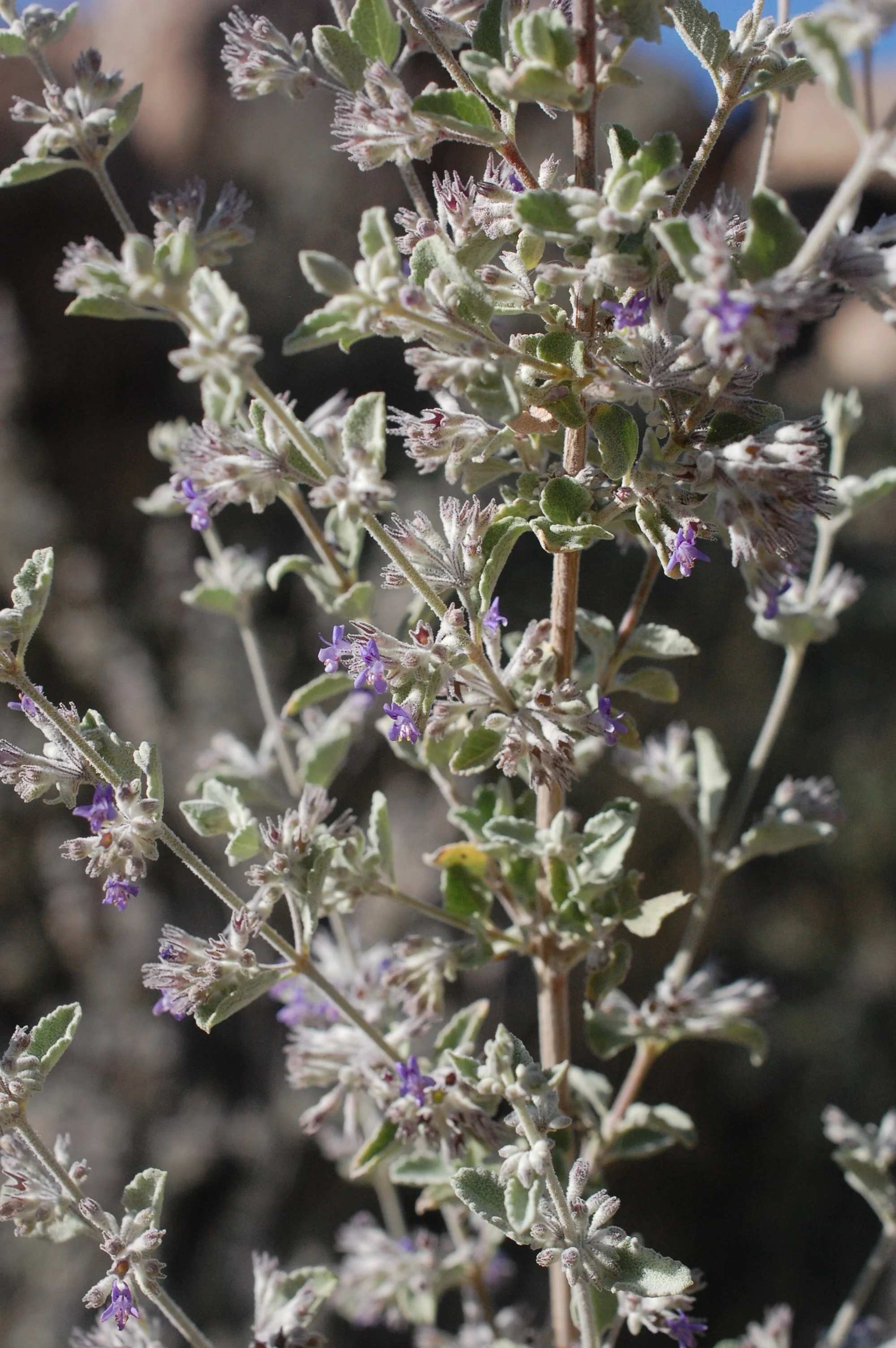Exploration of Bioregional Herbalism Series - Class #3