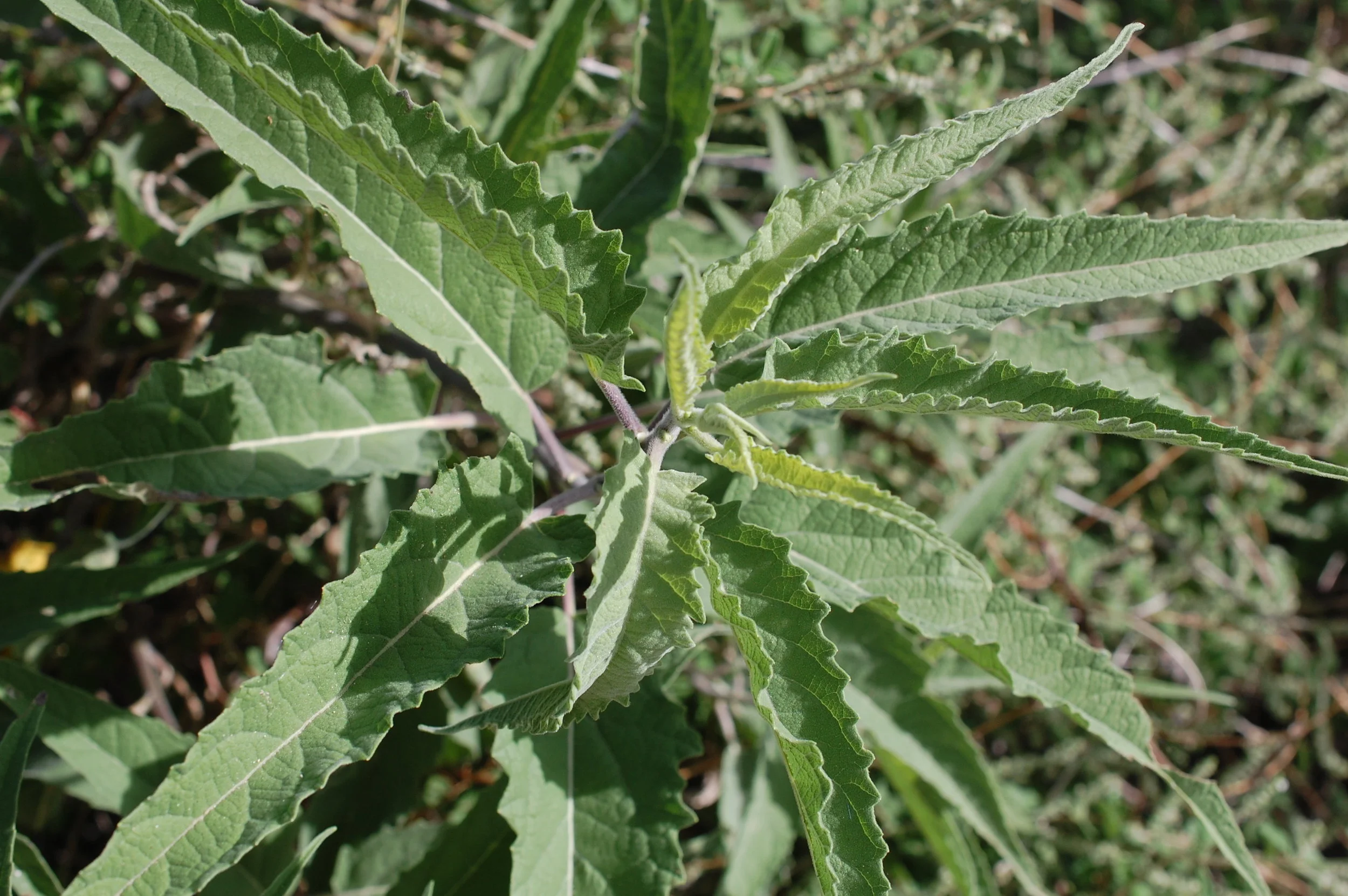 Exploration of Bioregional Herbalism Series - Class #2