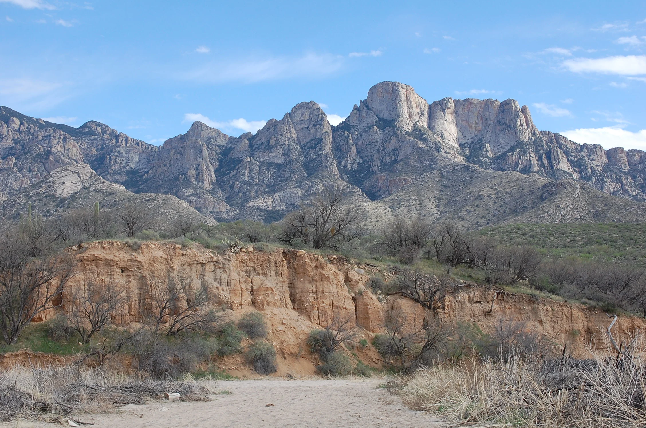 Exploration of Bioregional Herbalism - Tucson, AZ
