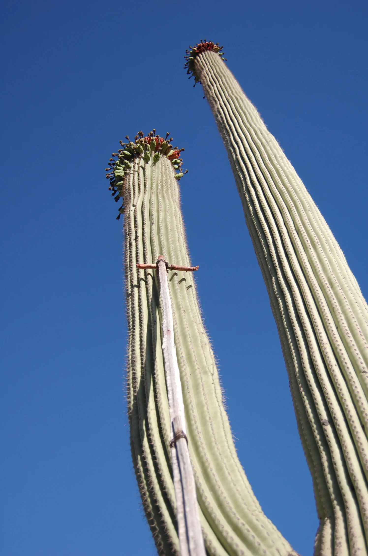 Seasonal Foraging in the Sonoran Desert - Ajo Food Festival