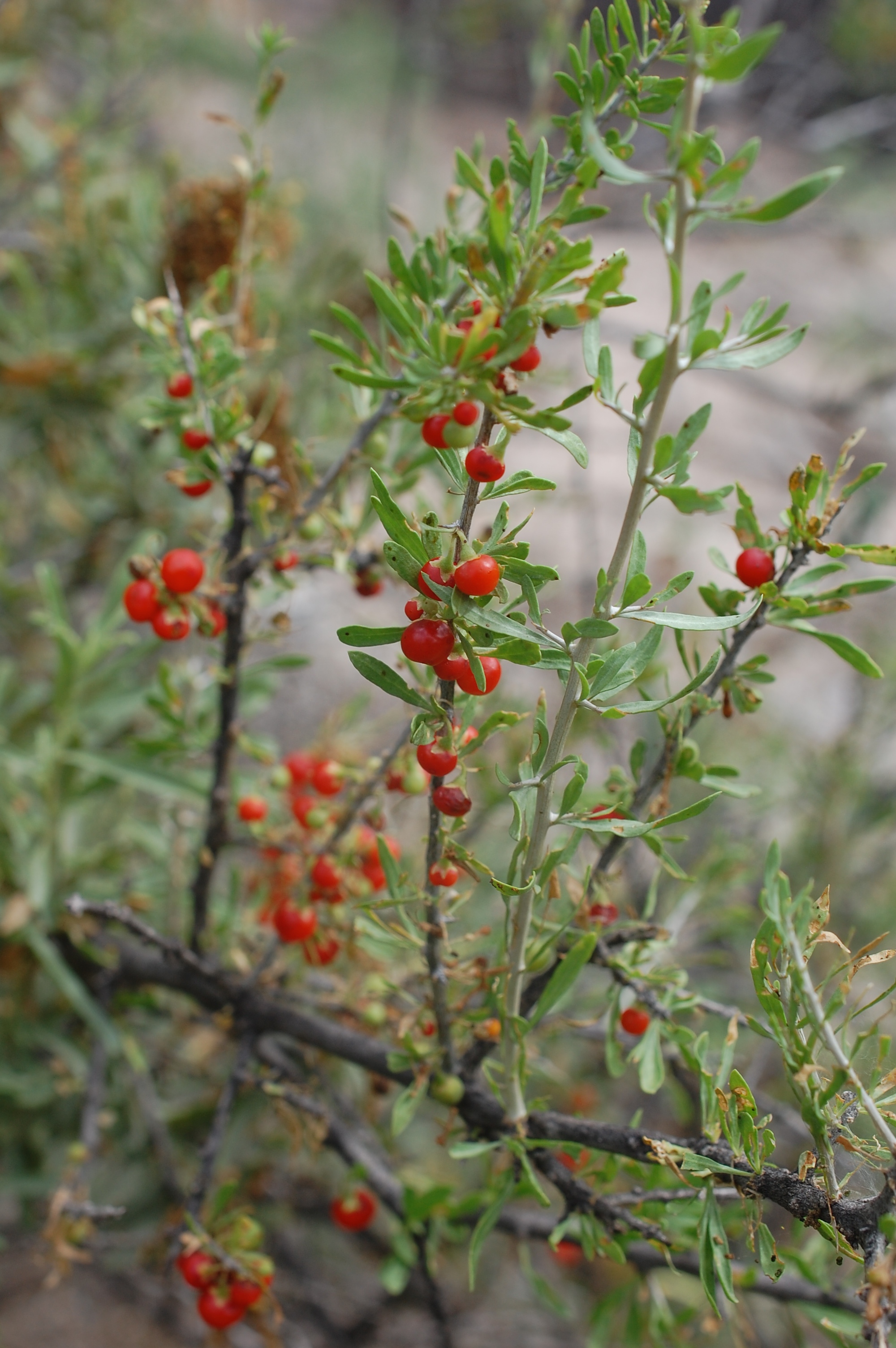 Healing through the Spirit of Plants