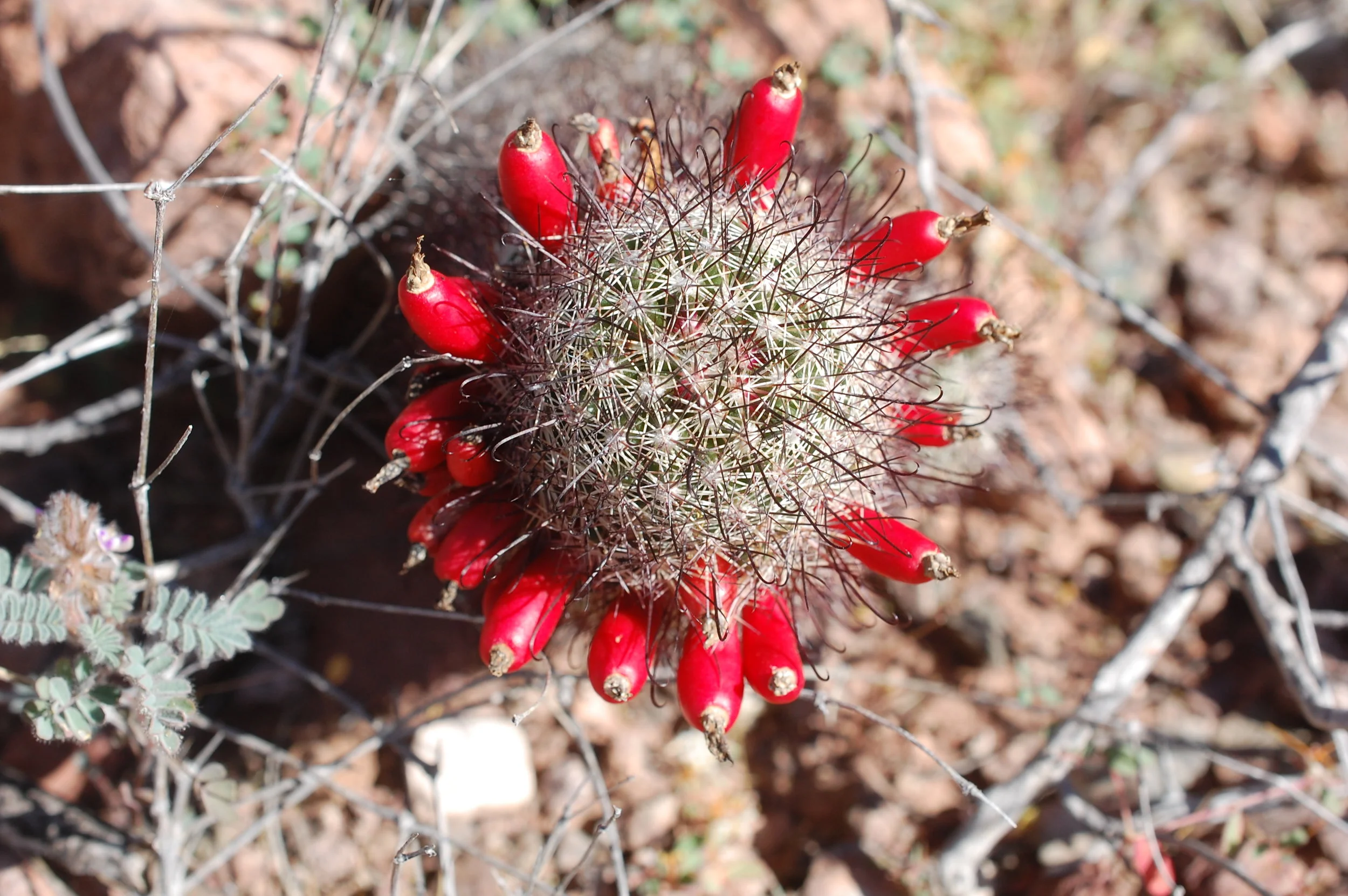 Healing through the Spirit of Plants