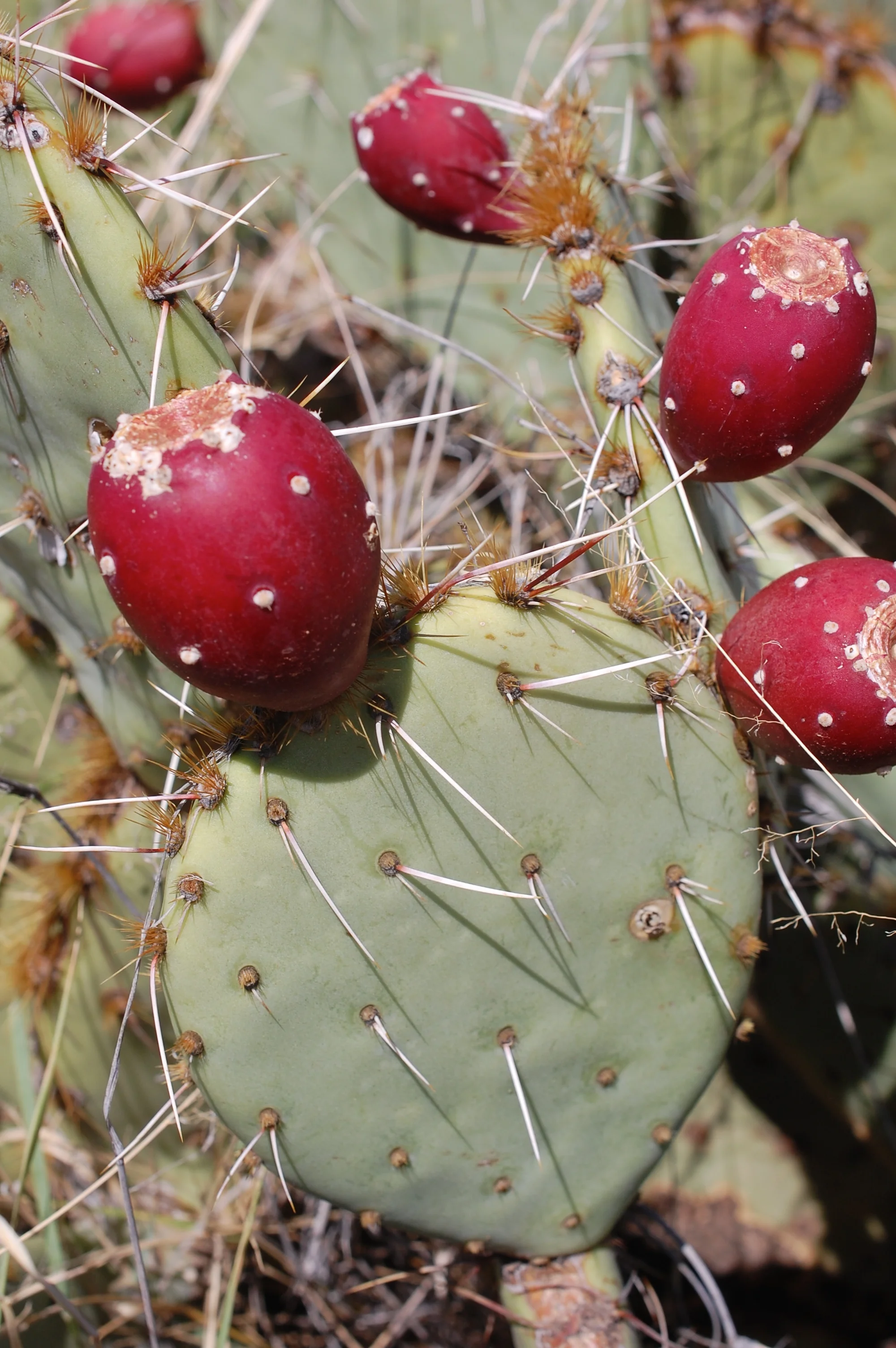 Healing through the Spirit of Plants