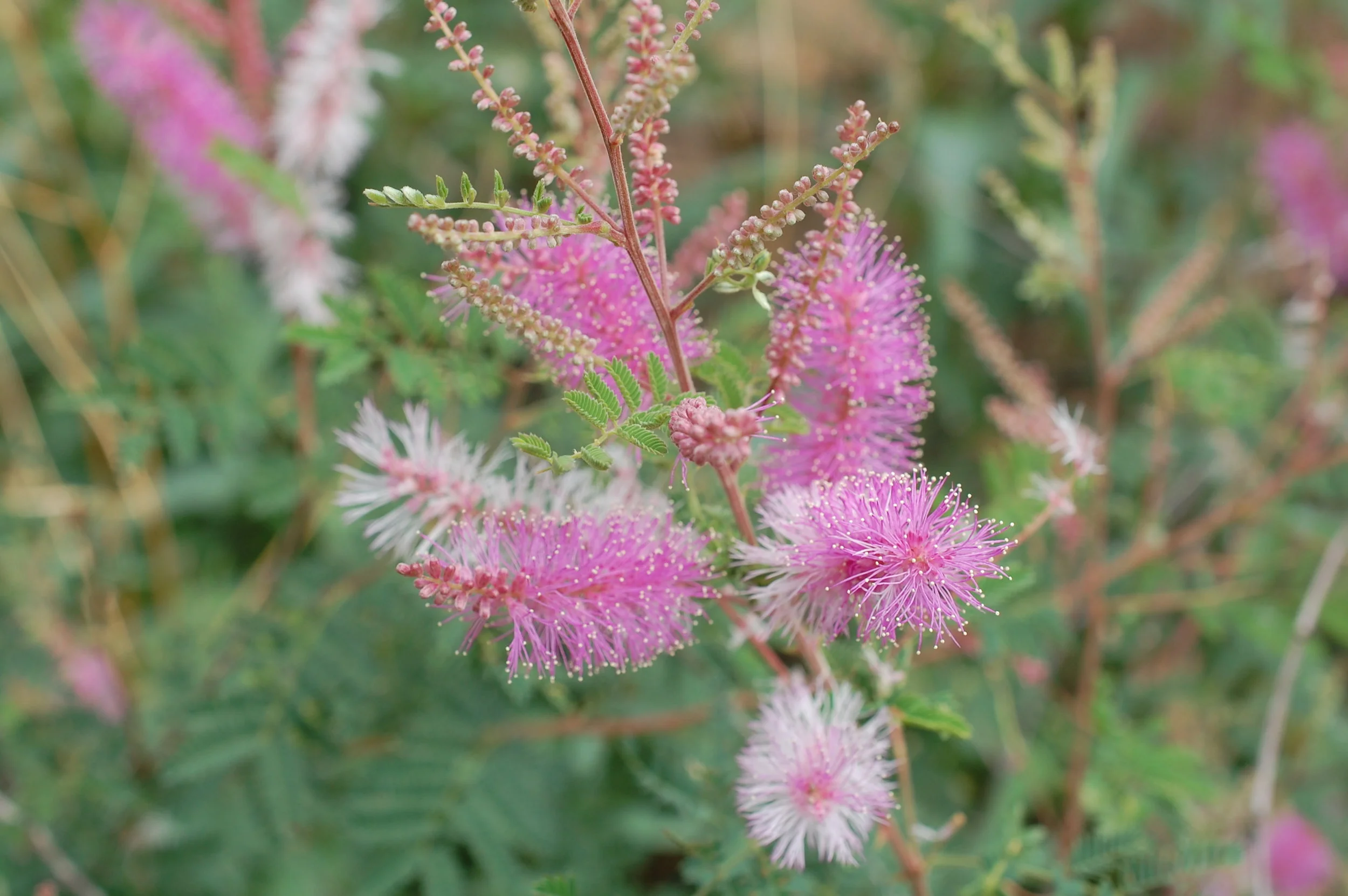 Healing through the Spirit of Plants