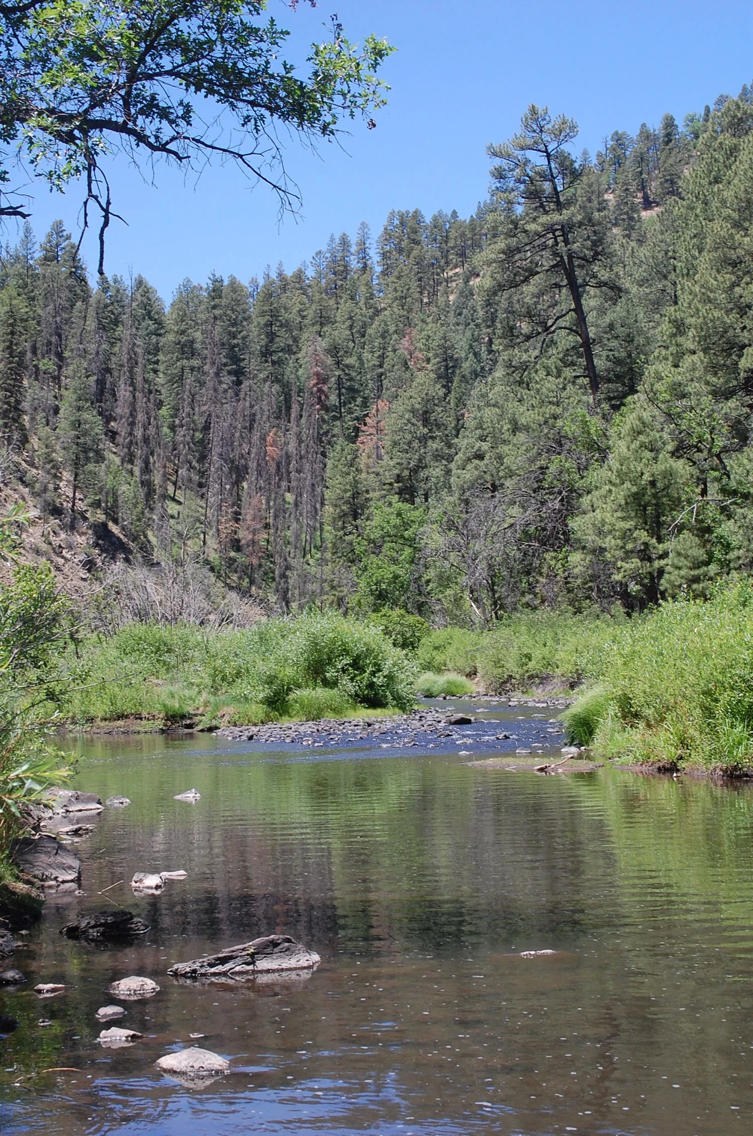 Bioregional Herbalism: Wilderness Medicine Journey