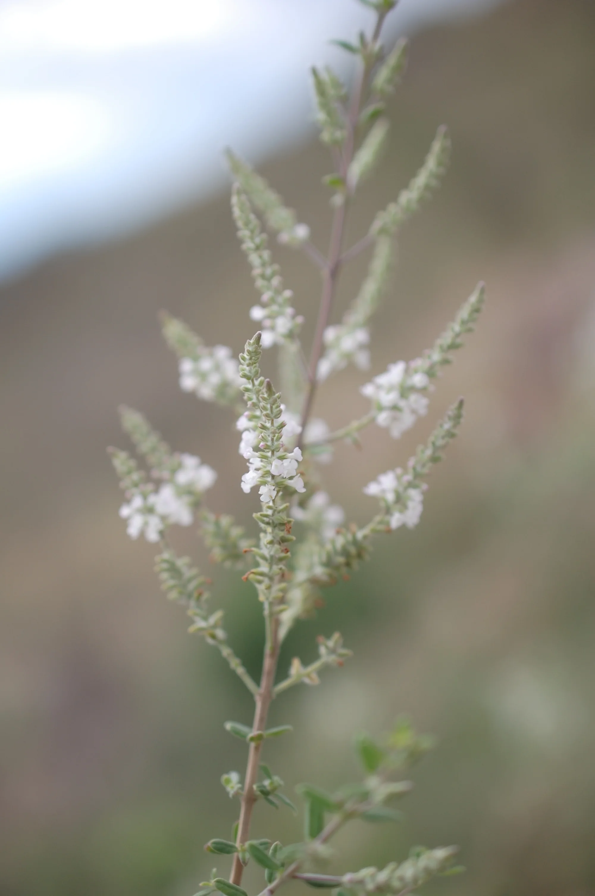 Edible & Medicinal Pollinator Plants