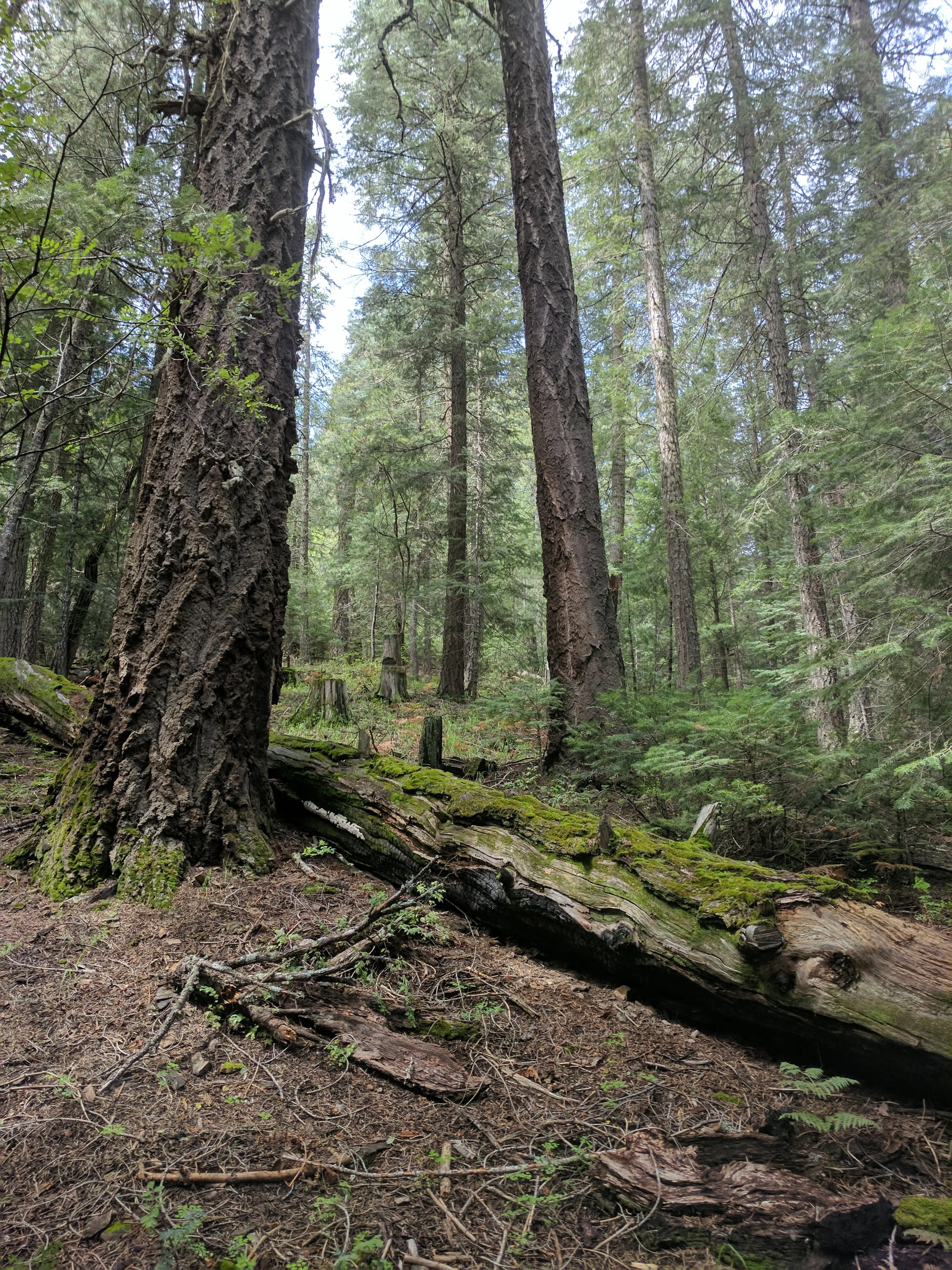 Movement in Nature (Basics)