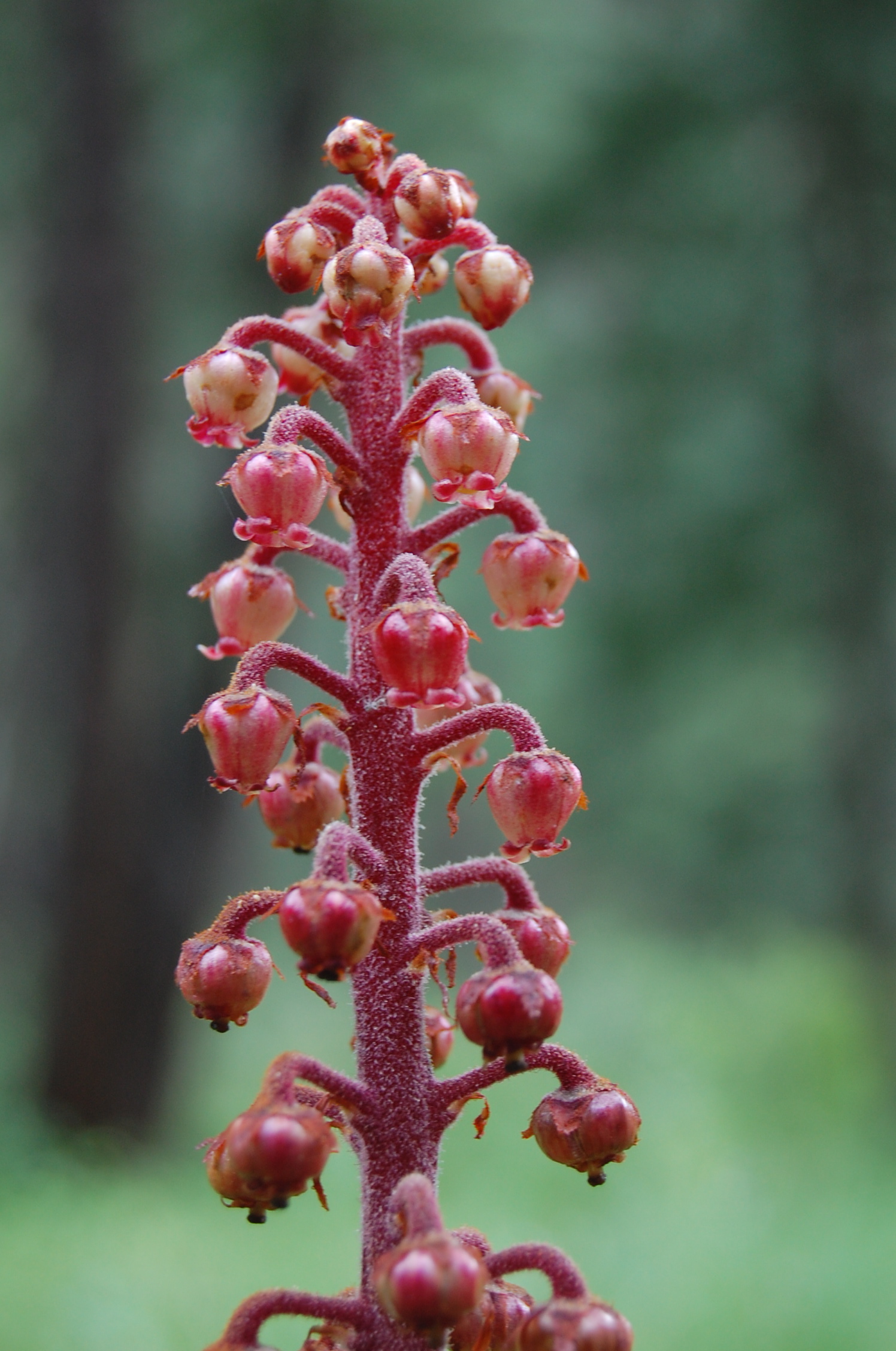 PAST WORKSHOP - Becoming a Bioregional Herbalist (Prescott Area)