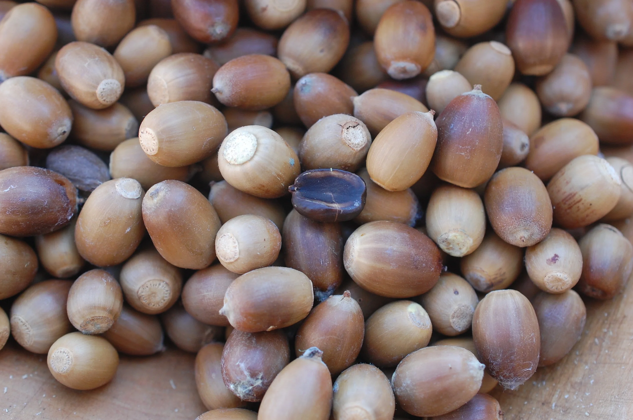 Acorns: Gathering, Eating, Ancient Lore