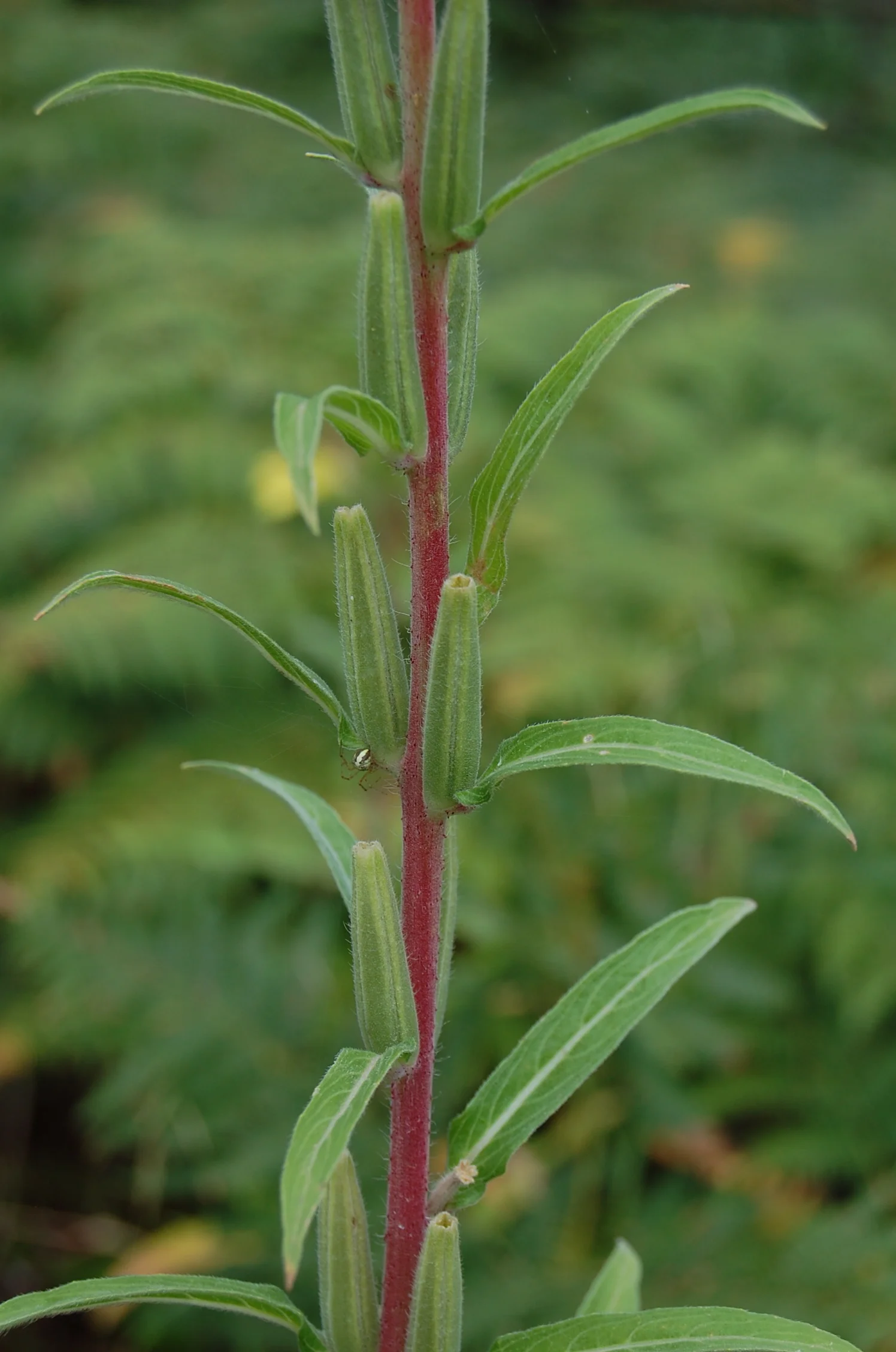 Healing through the Spirit of Plants