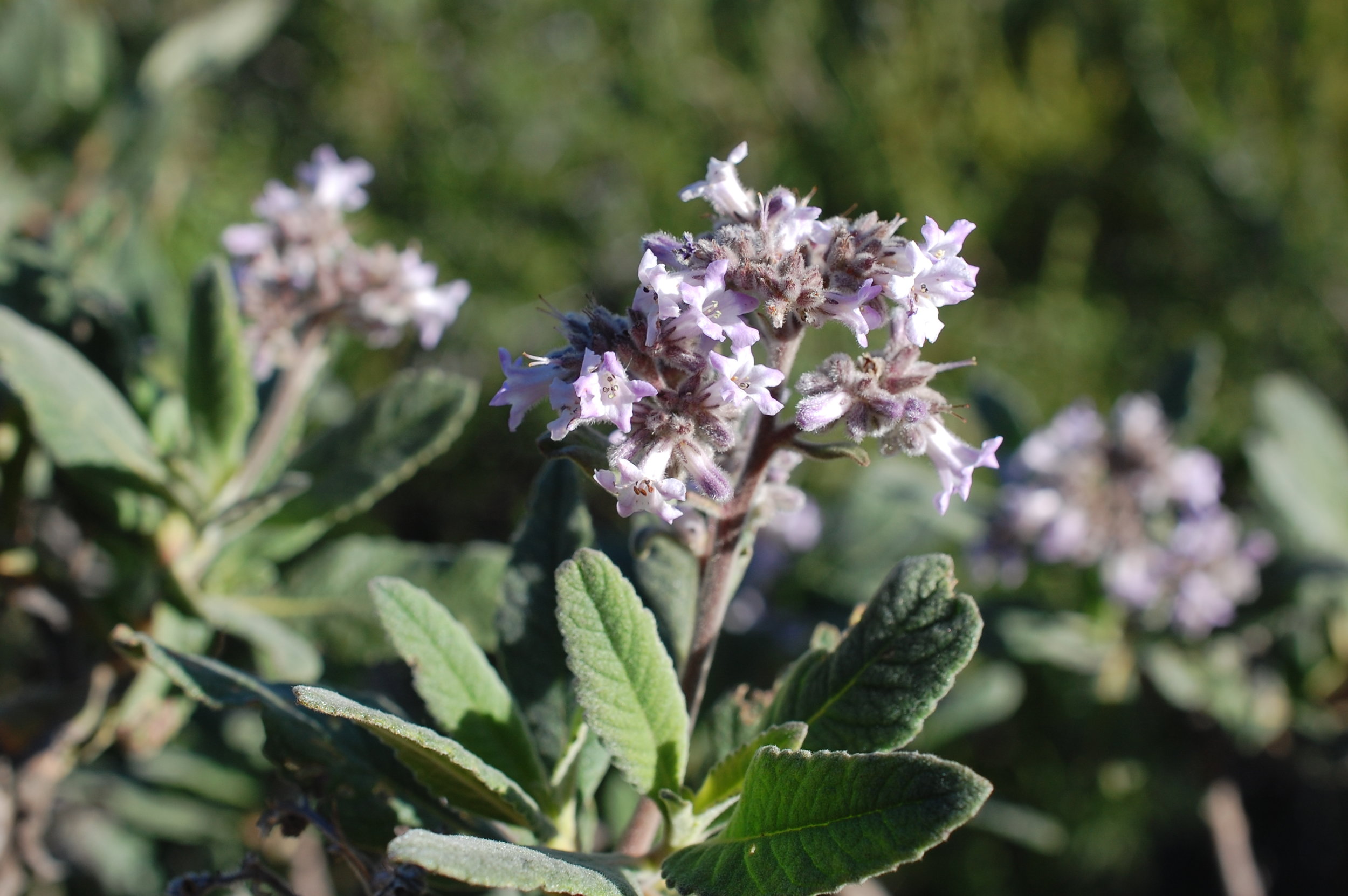 PAST WORKSHOP - Healing with Wild Plants