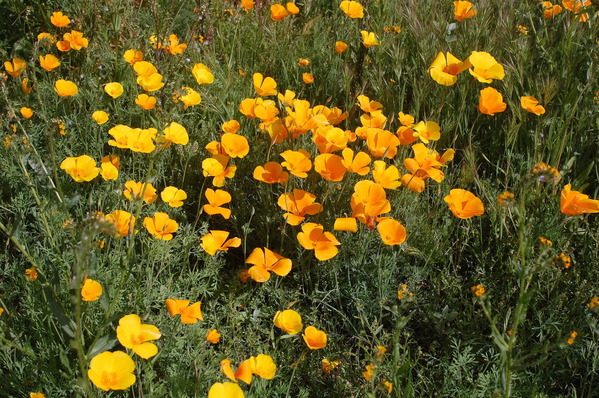 Southwest Conference on Botanical Medicine: Field Study