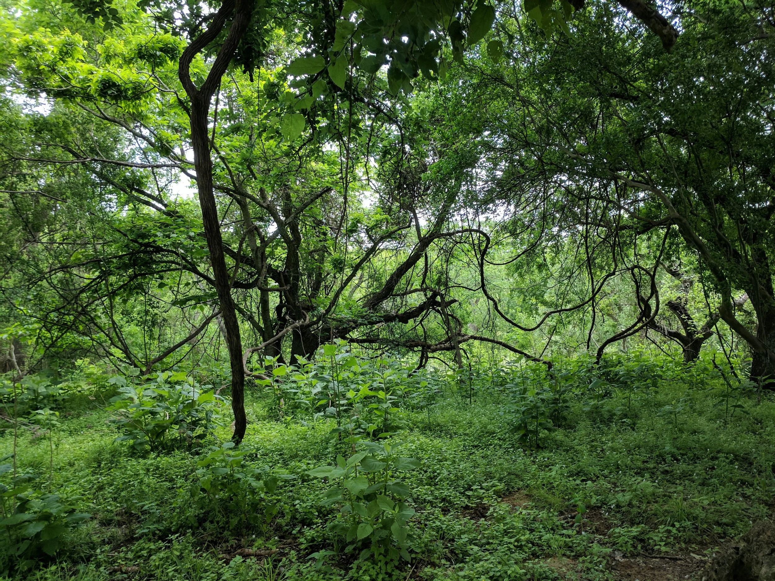 Becoming A Bioregional Herbalist - Botany Intensive