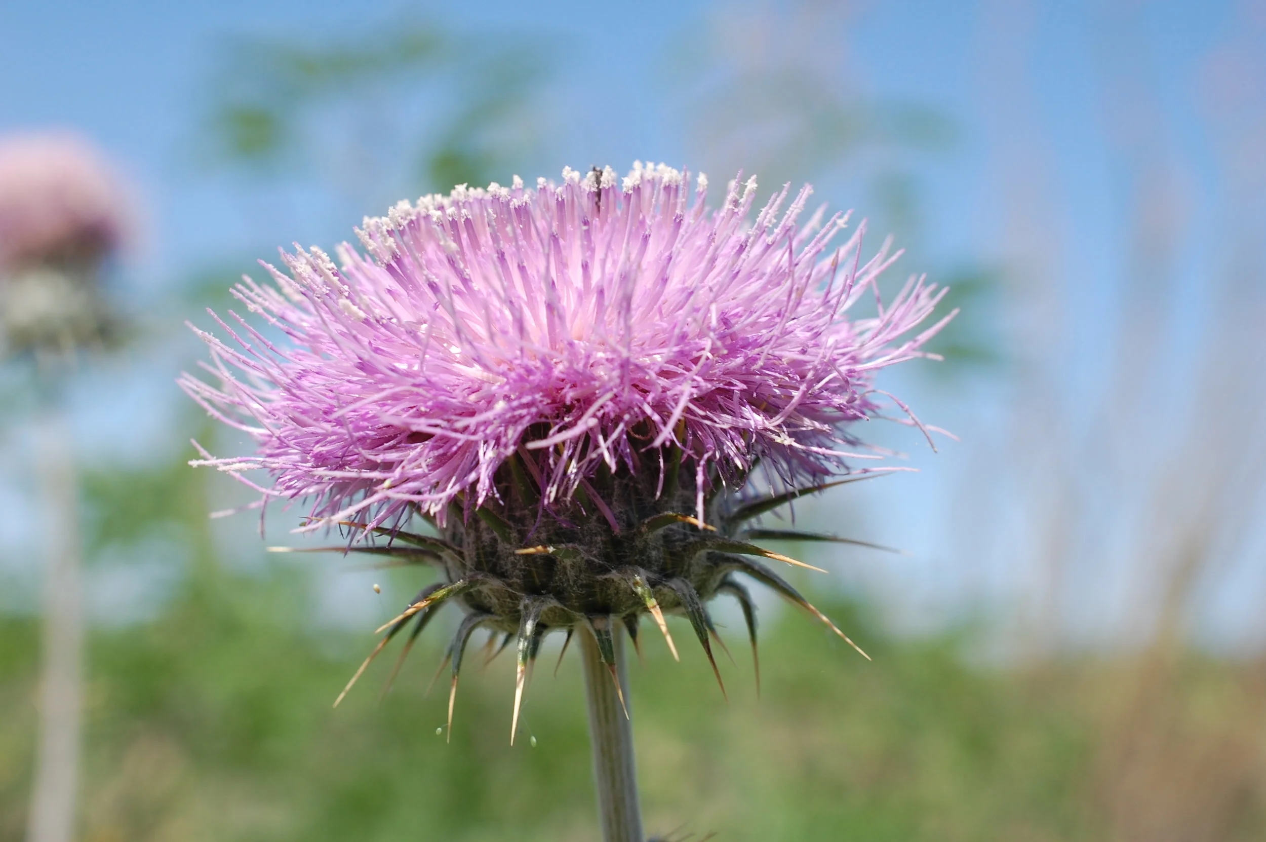 Becoming A Bioregional Herbalist - Spring in the Sonoran Desert