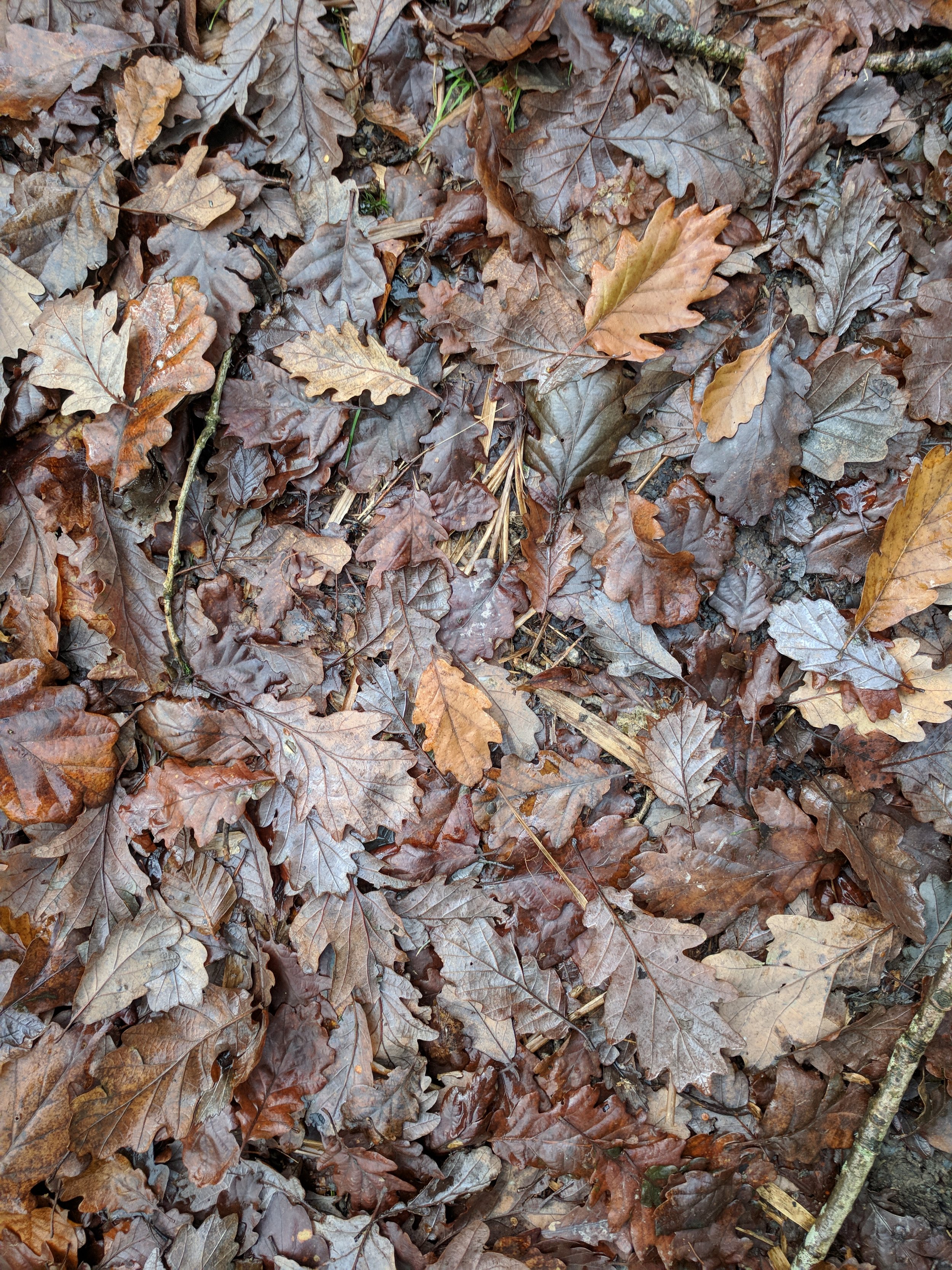 Reconnecting to our Ancestry through Nature: Herbalism, Oaks, and Acorns in Ireland with John Slattery 