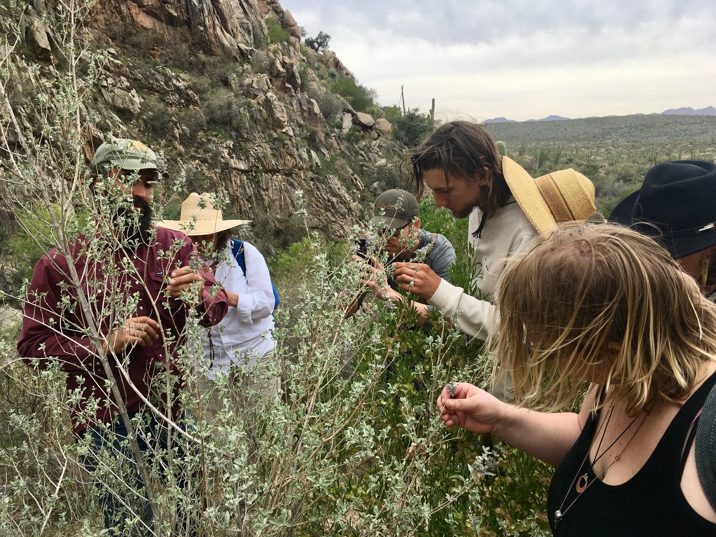 discovering the unique traits of desert lavender (Hyptis emoryi) in a field study