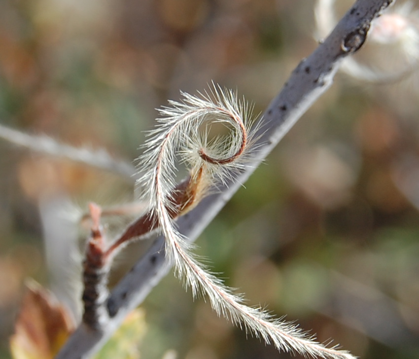Becoming A Bioregional Herbalist - Las Vegas, NV