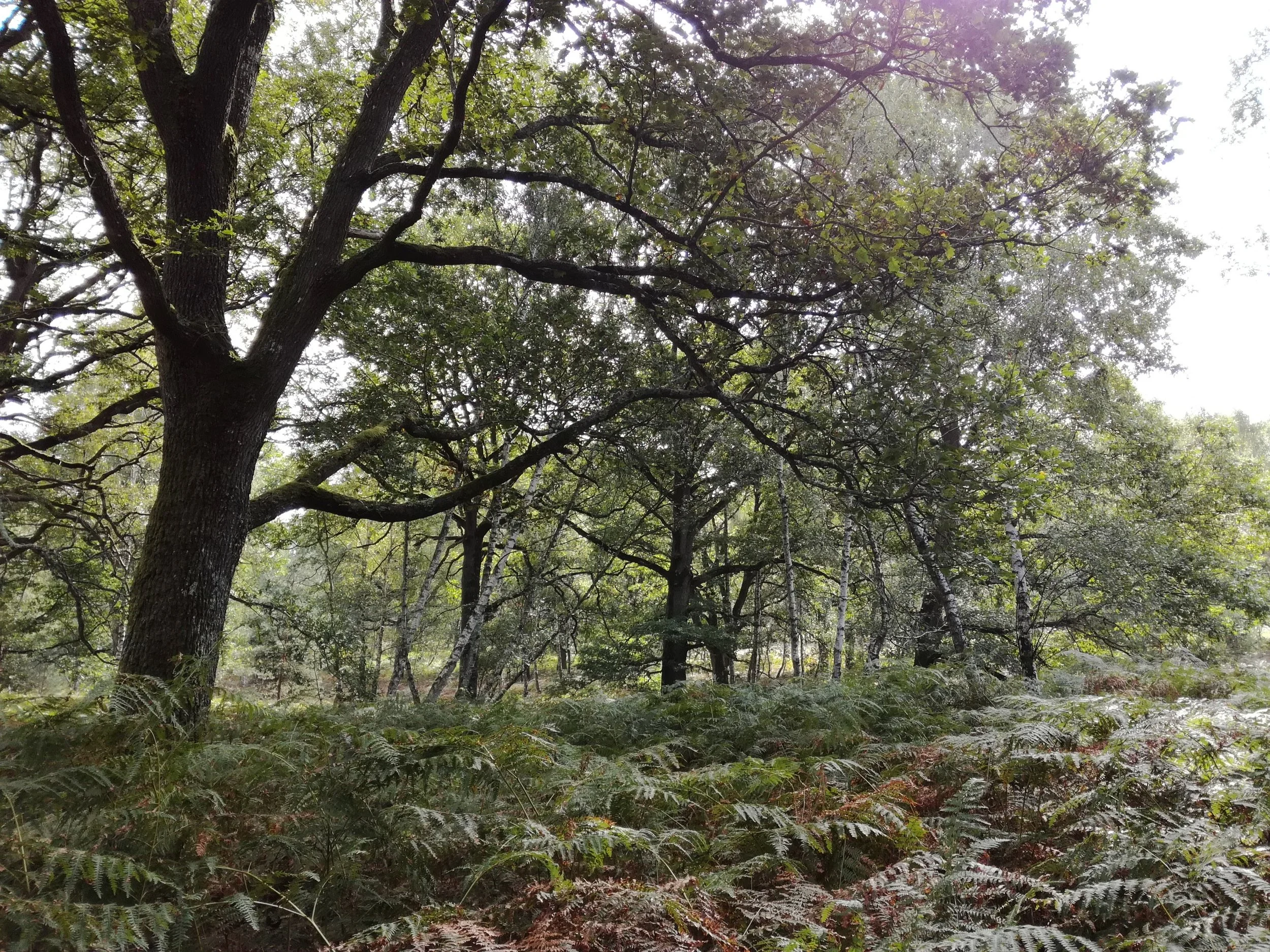 Reconnecting to Nature: Herbalism and Acorns in the Rambouillet Forest