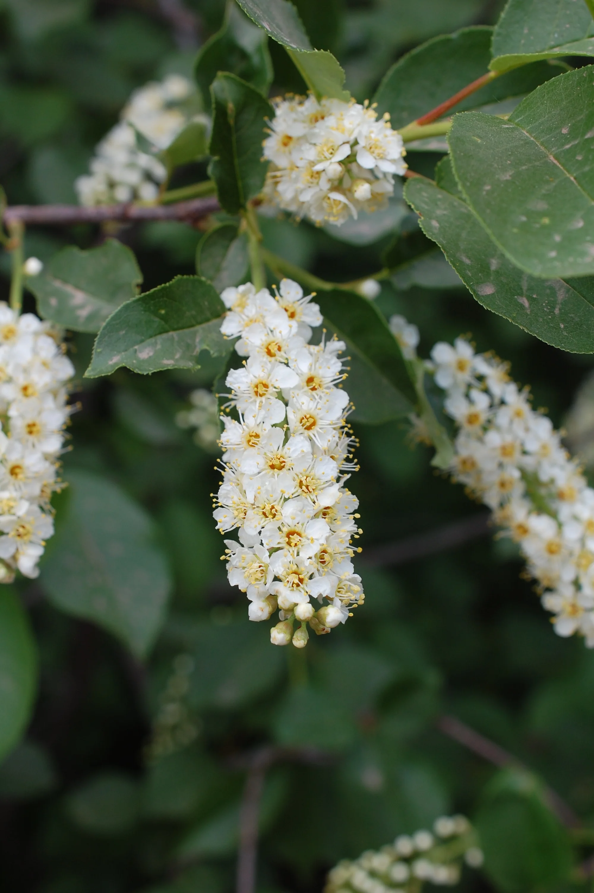 Becoming A Bioregional Herbalist - SW Colorado