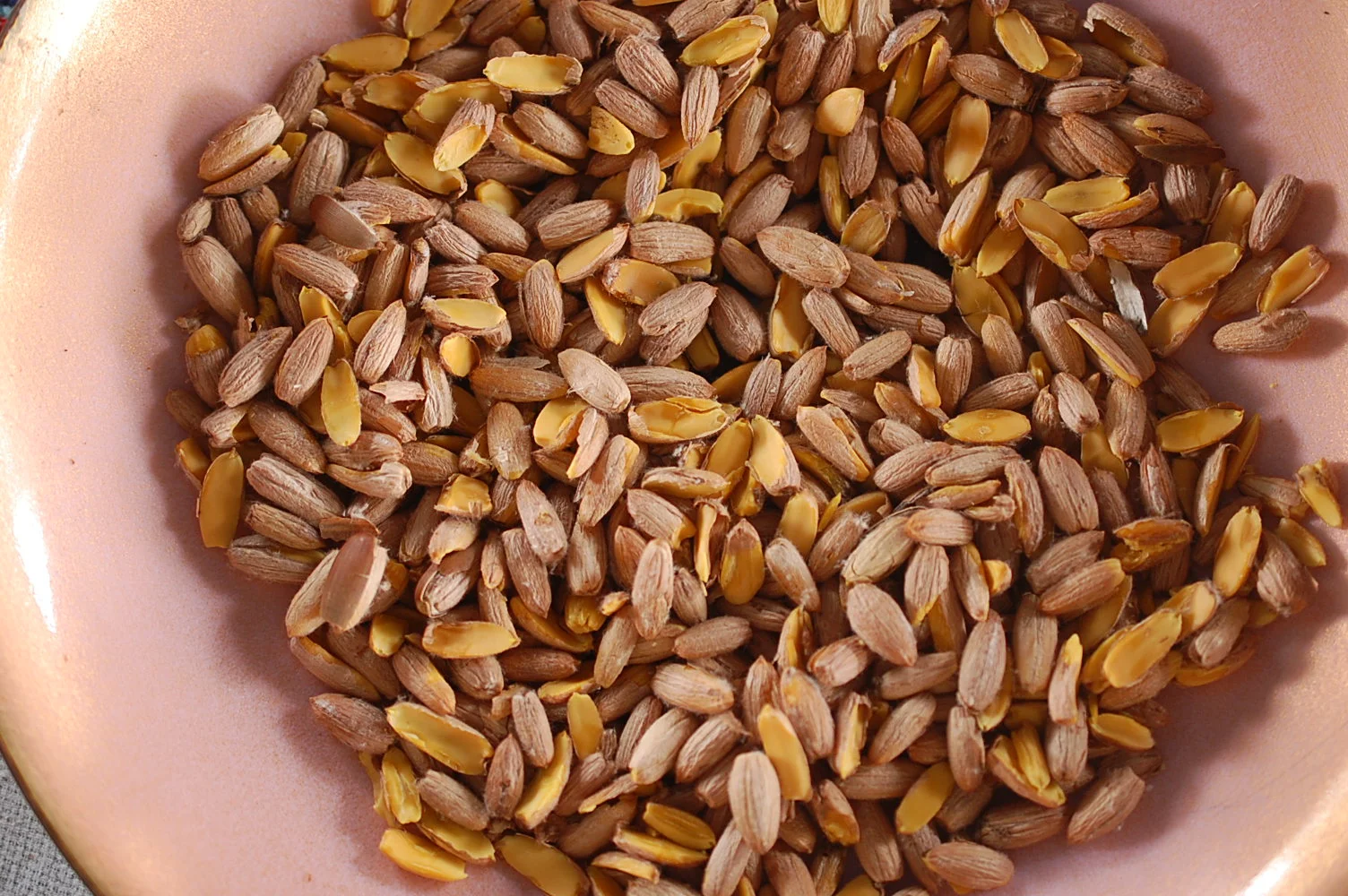 Gathering & Processing Acorns: Our Ancestral Food