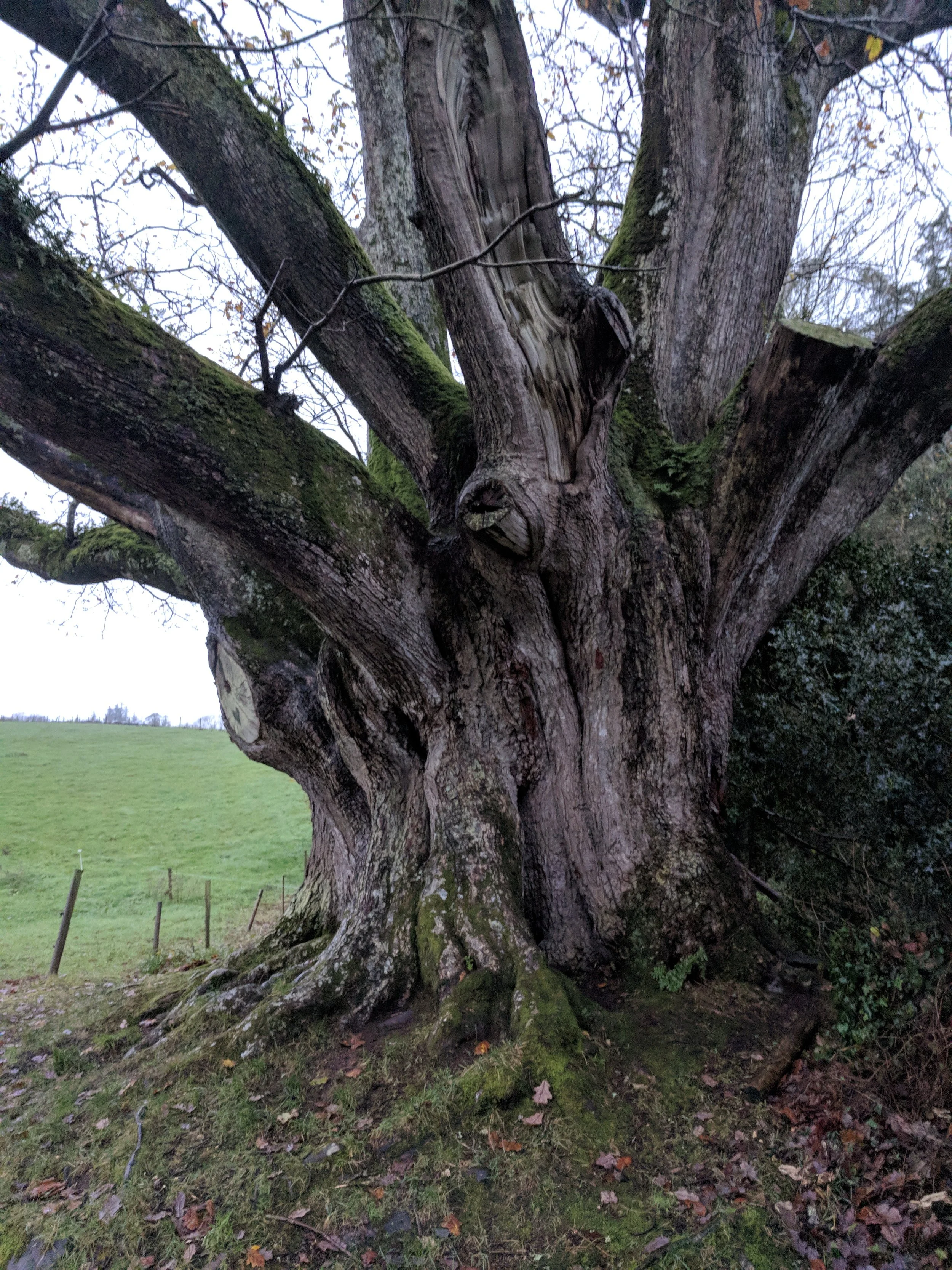 Brian Ború oak in County Clare