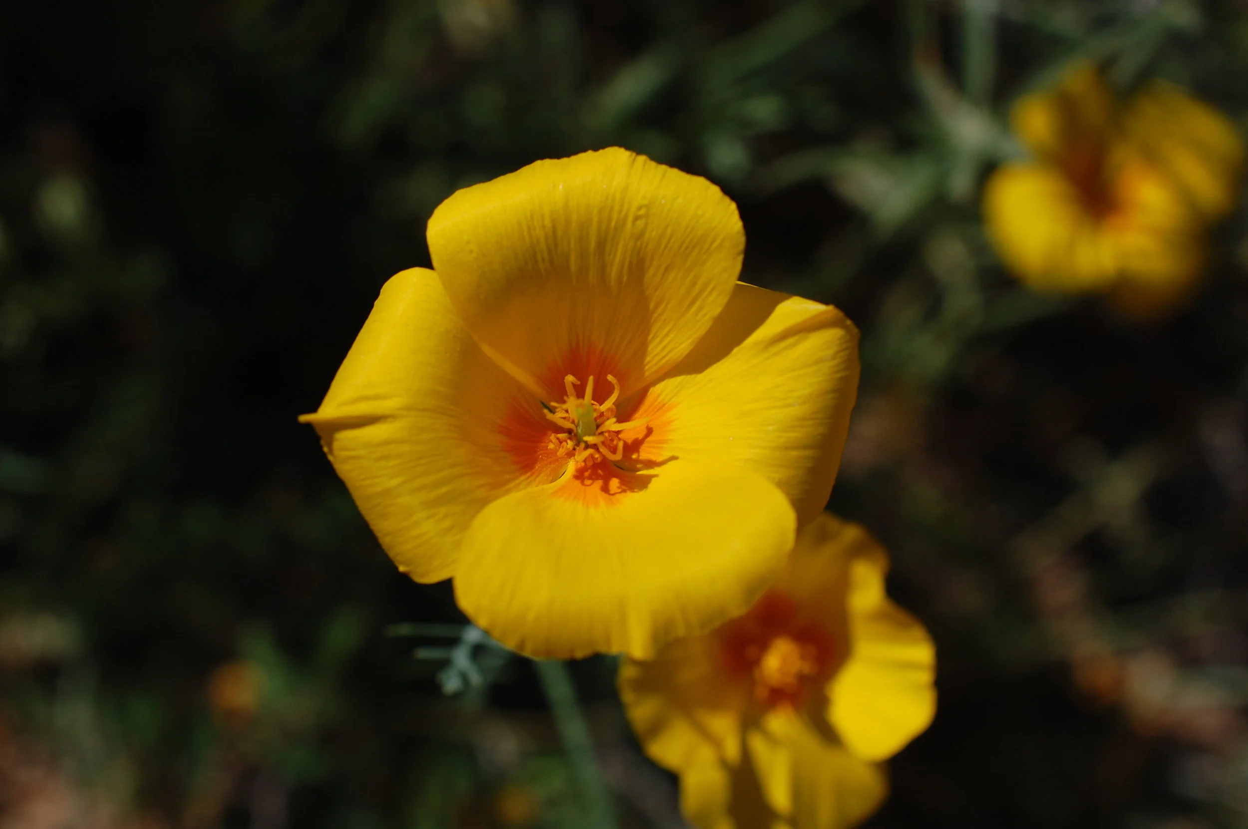 PAST WORKSHOP: Edible &amp; Medicinal Plant Walk - Orange County, CA