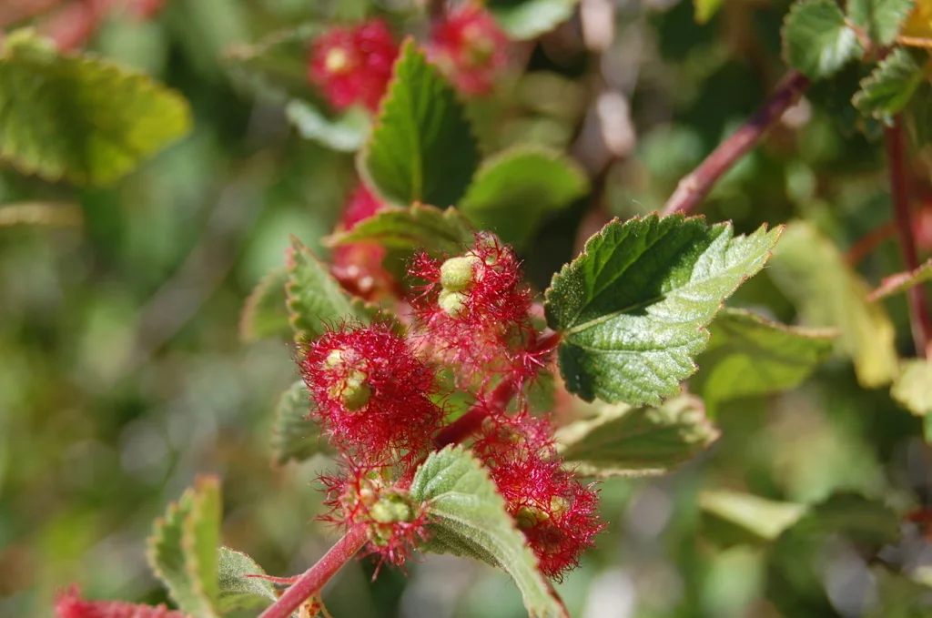 Bioregional Herbalism: Plant Energetics and Healing with Nature