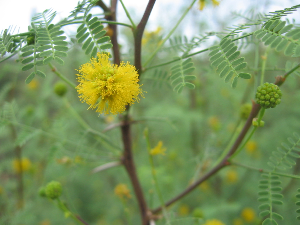 Whitethorn Acacia in flower