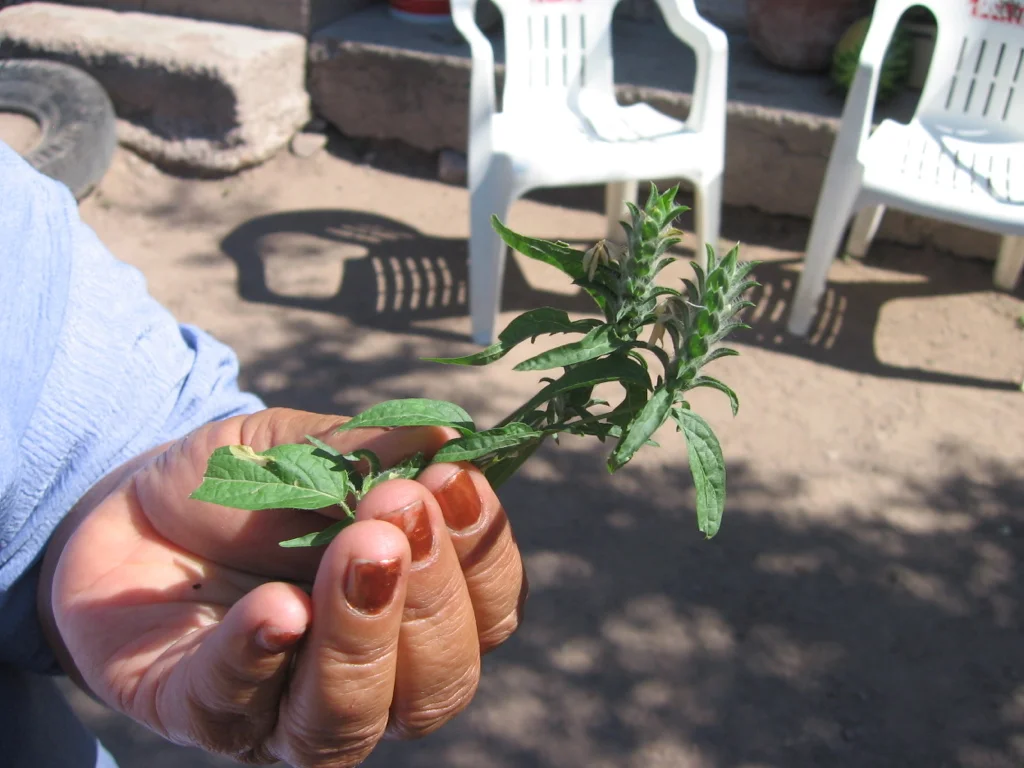 Doña Monse with albahaca del monte