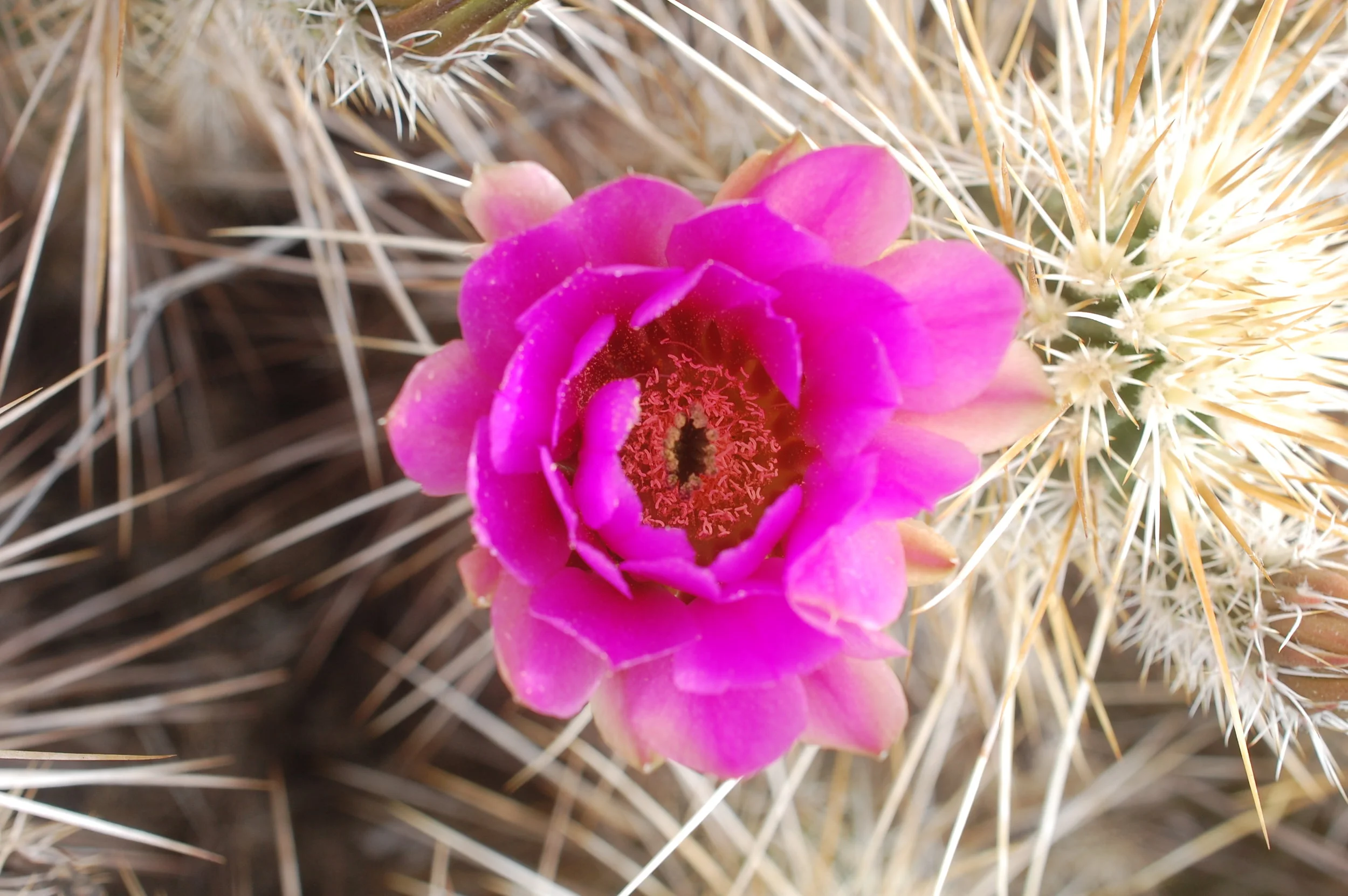 Southwest Conference on Botanical Medicine