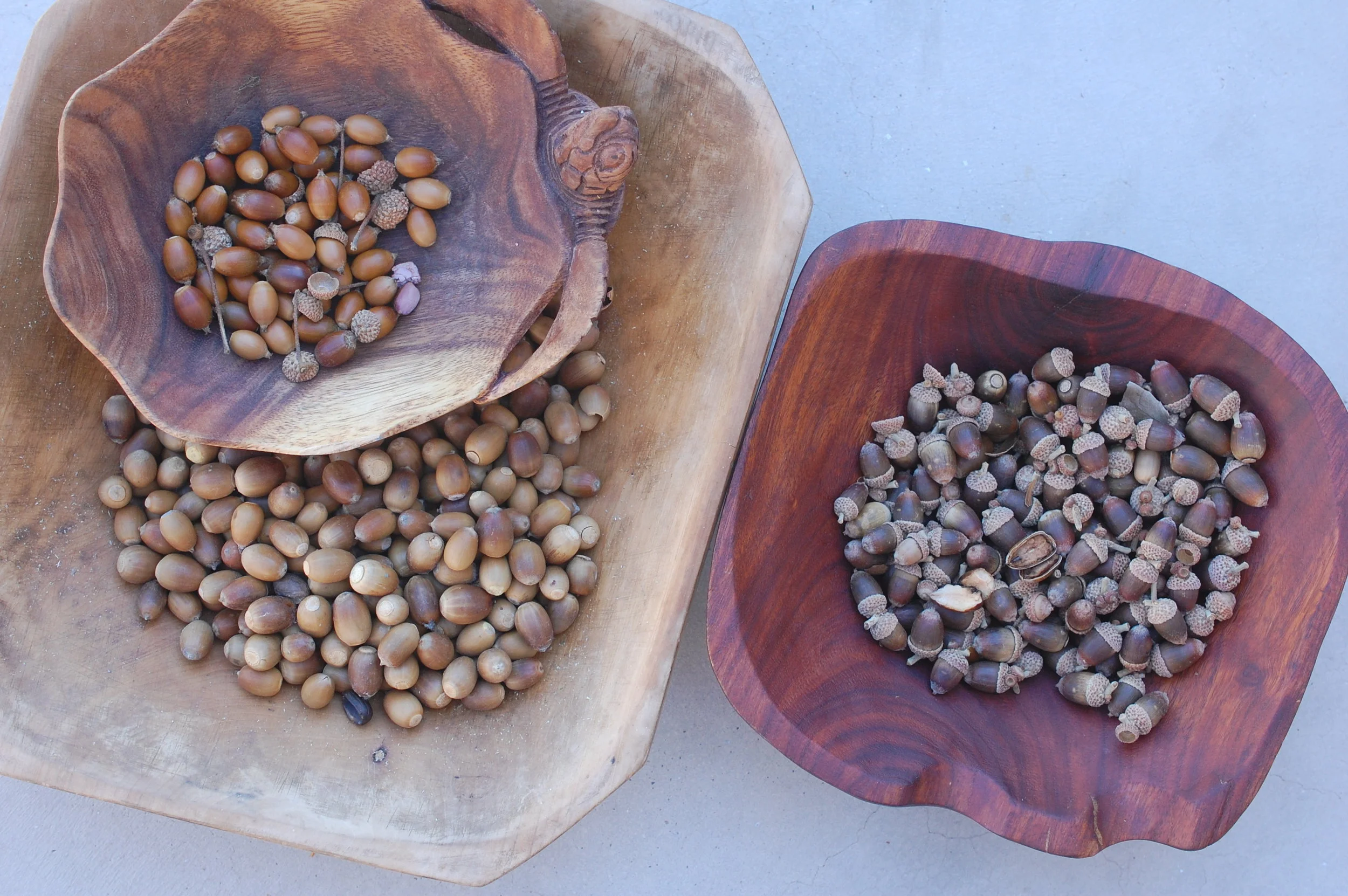 Gathering &amp; Processing Acorns: Our Ancestral Food