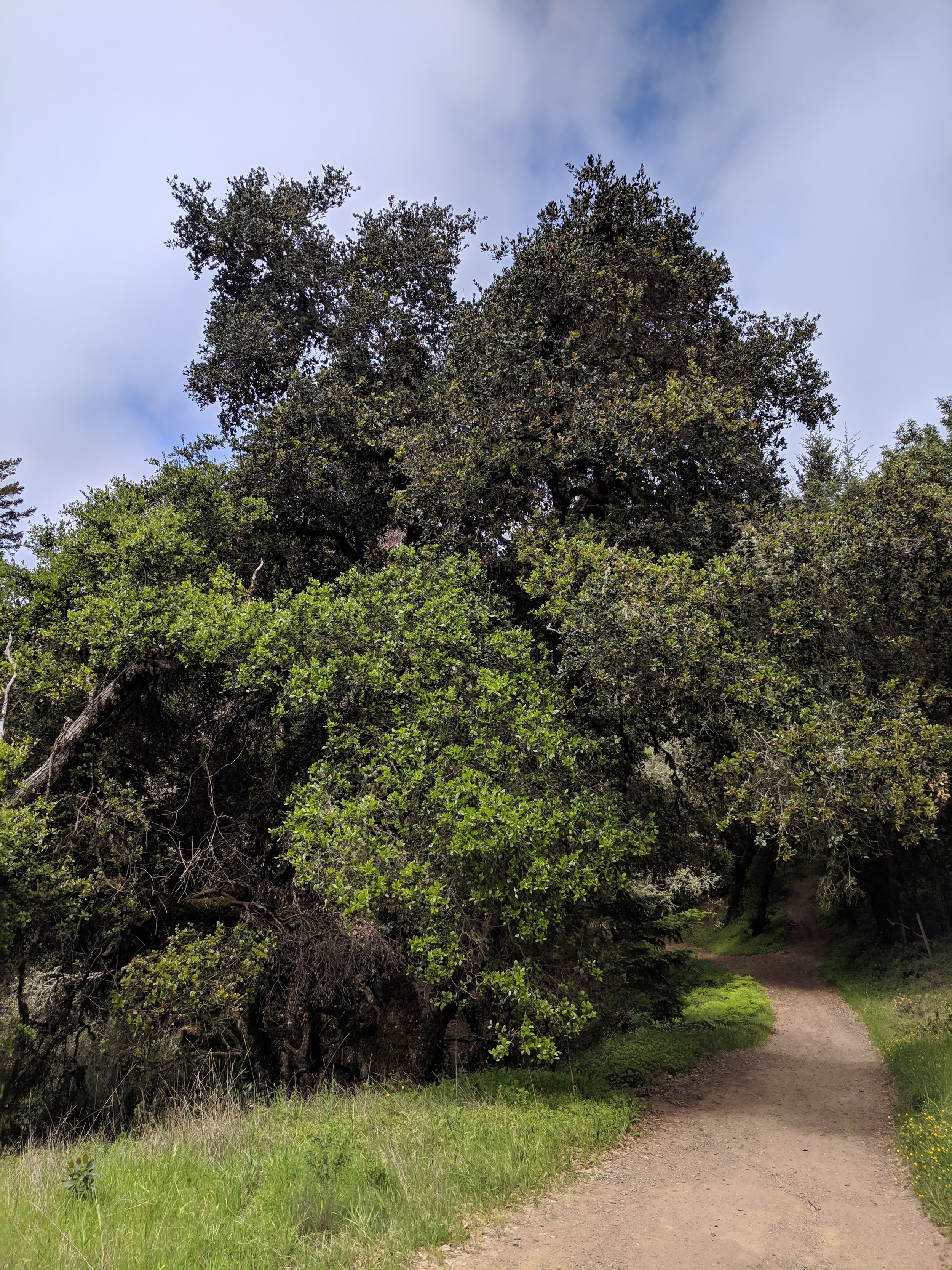 Healing with Wild Plants
