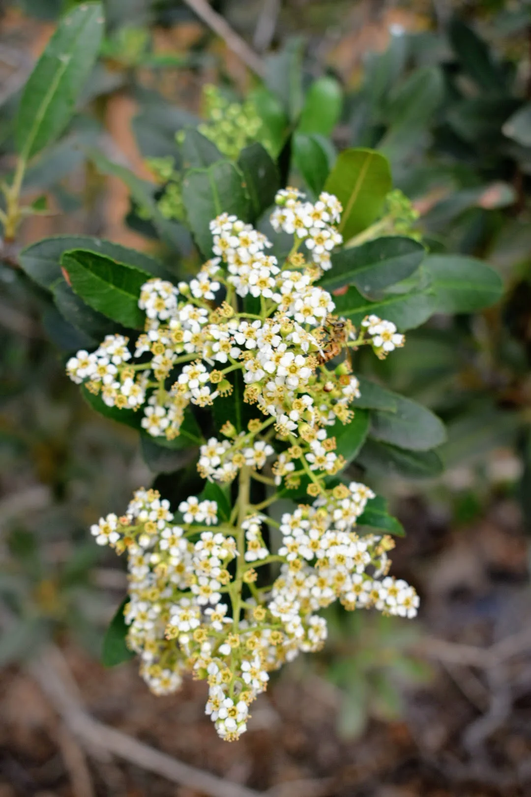 Herbal Medicine Making &amp; the Energetics of Summer