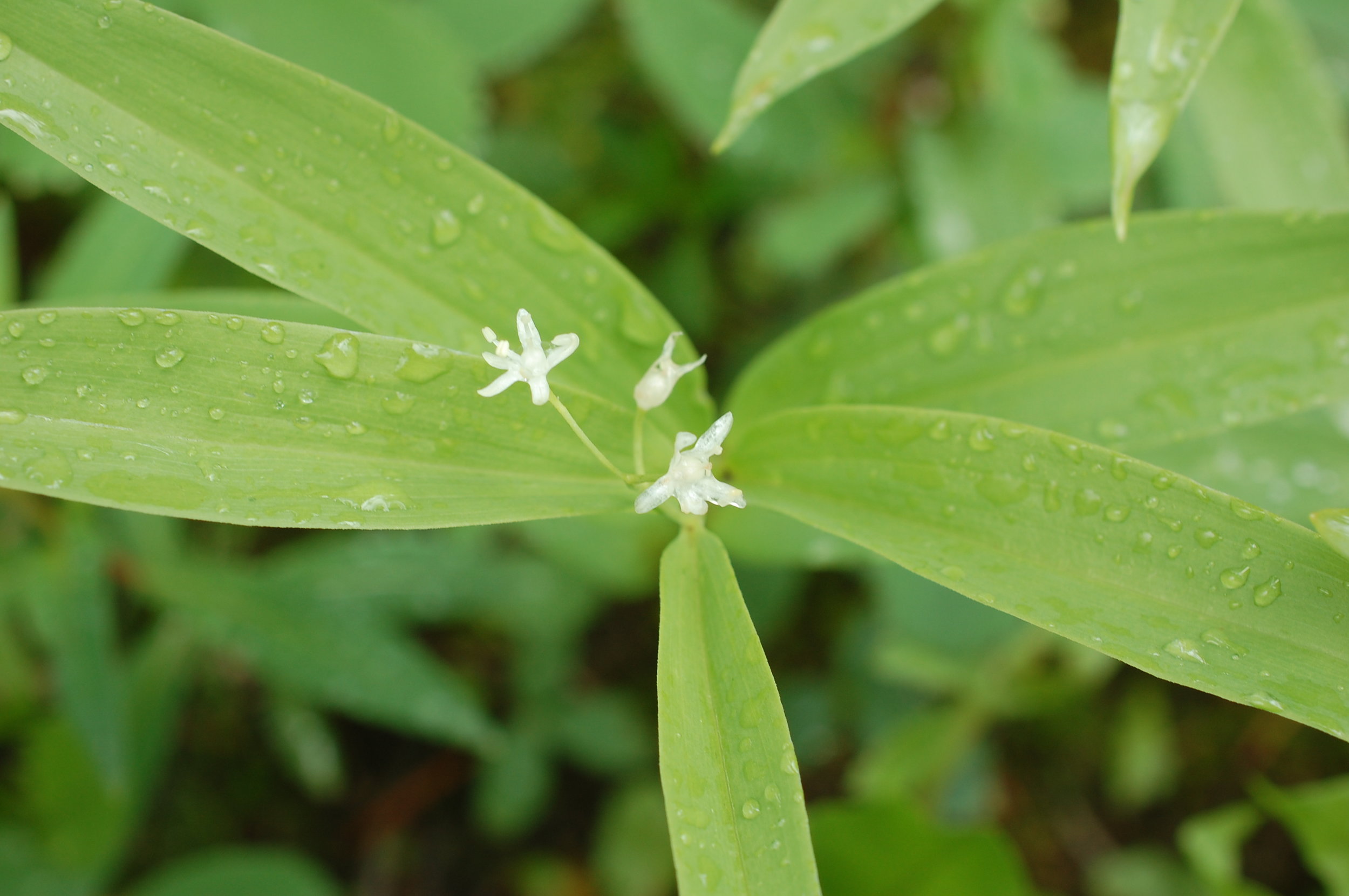 Plant Medicine Retreat 