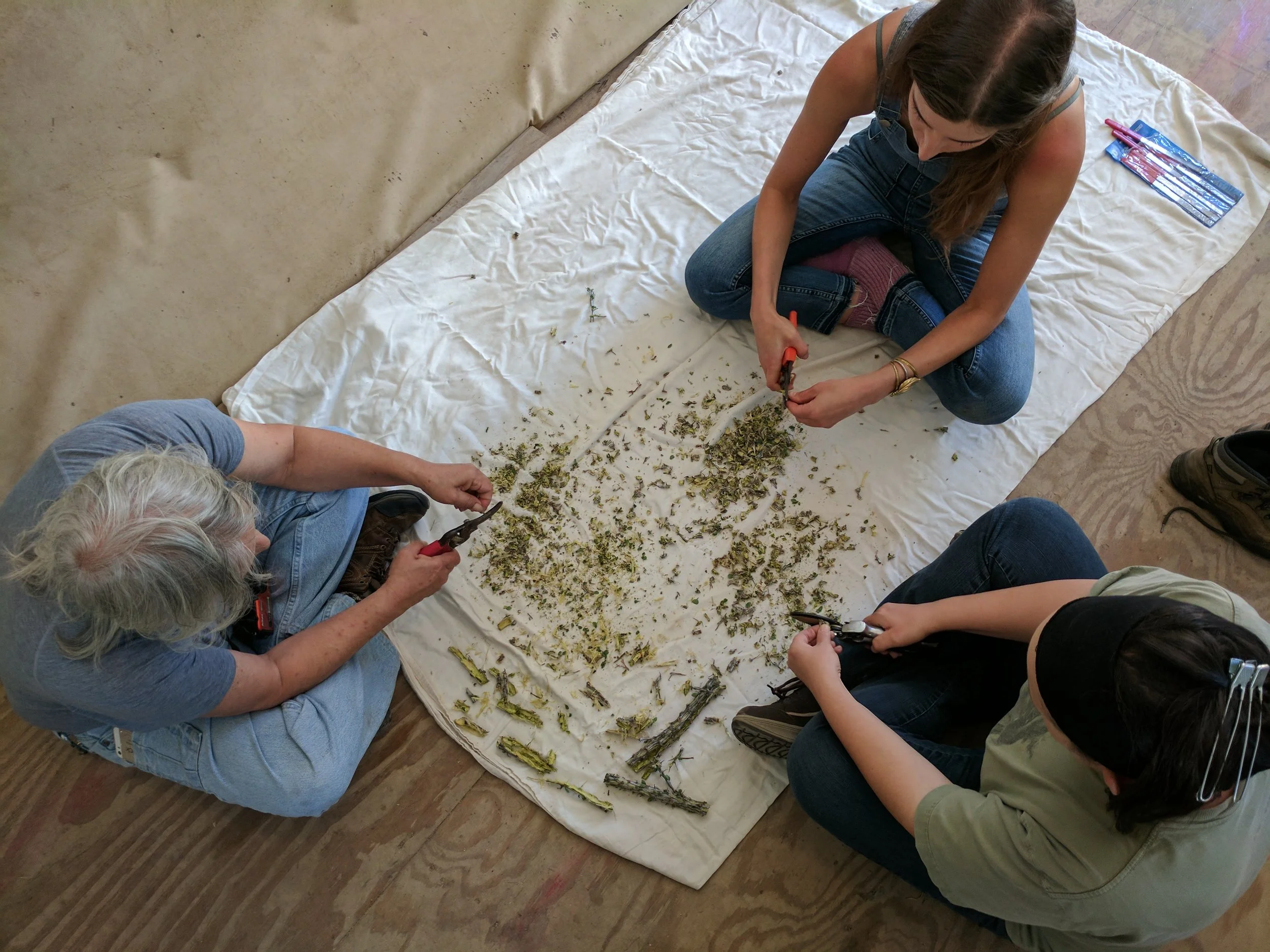 Herbal Medicine Making with Native Plants