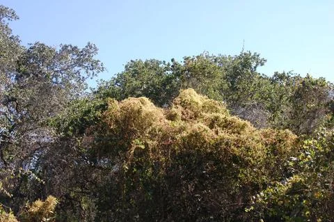Dodder (Cuscuta species) growing over shrubs in the Guatemala Highlands.