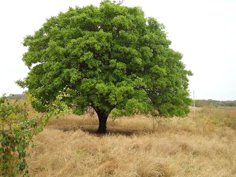 Juazeiro (Ziziphus joazeiro)