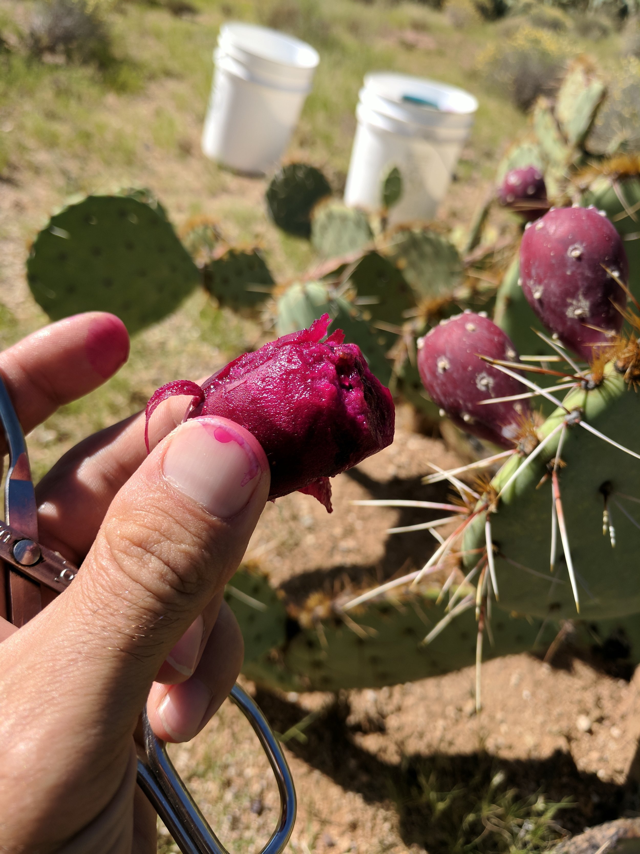 Prickly Pear Foraging